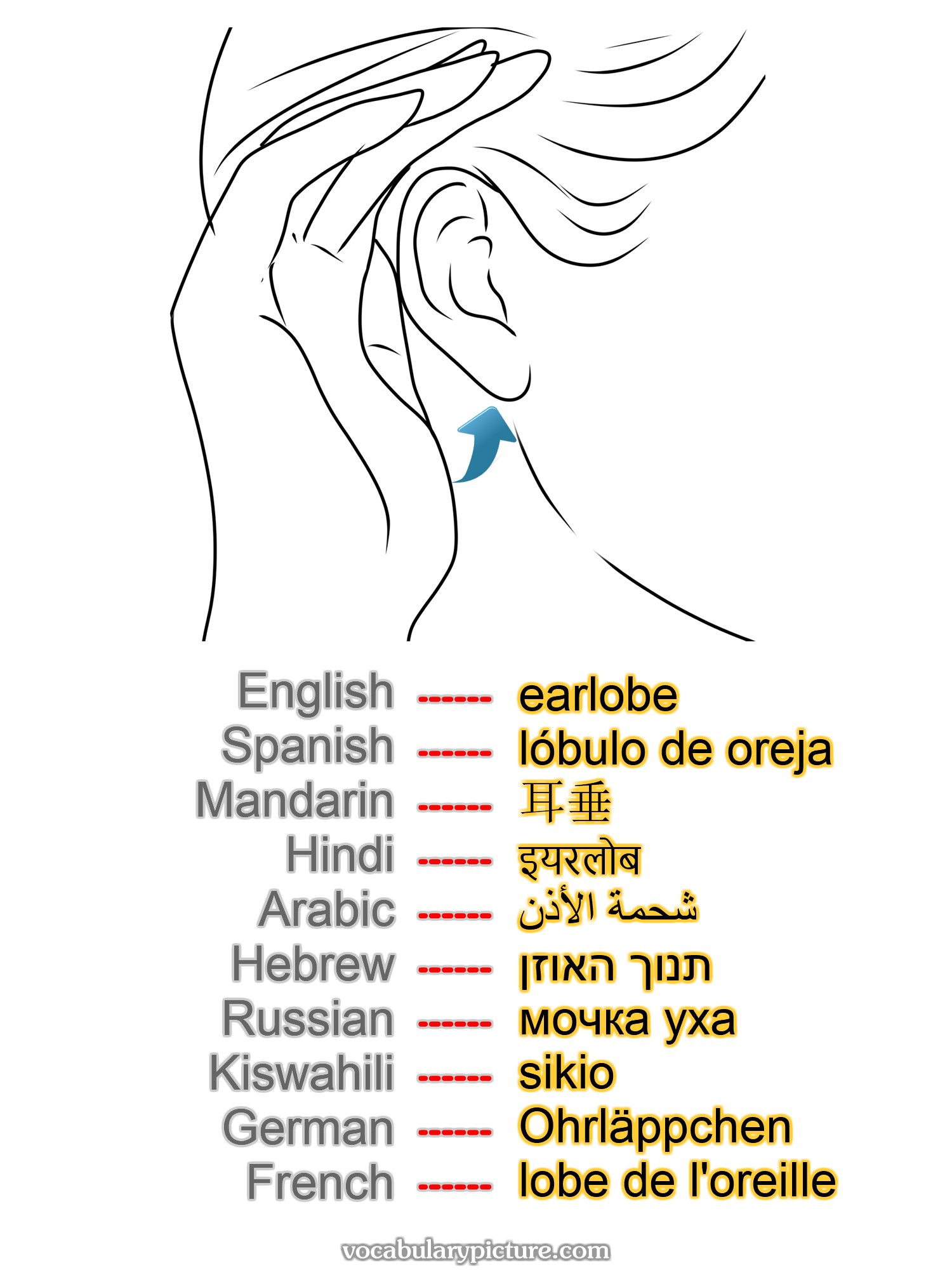 earlobe lóbulo de oreja 耳垂 इयरलोब شحمة الأذن תנוך האוזן мочка уха sikio Ohrläppchen lobe de l'oreille —vocabulary with picture on vocabularypicture.com