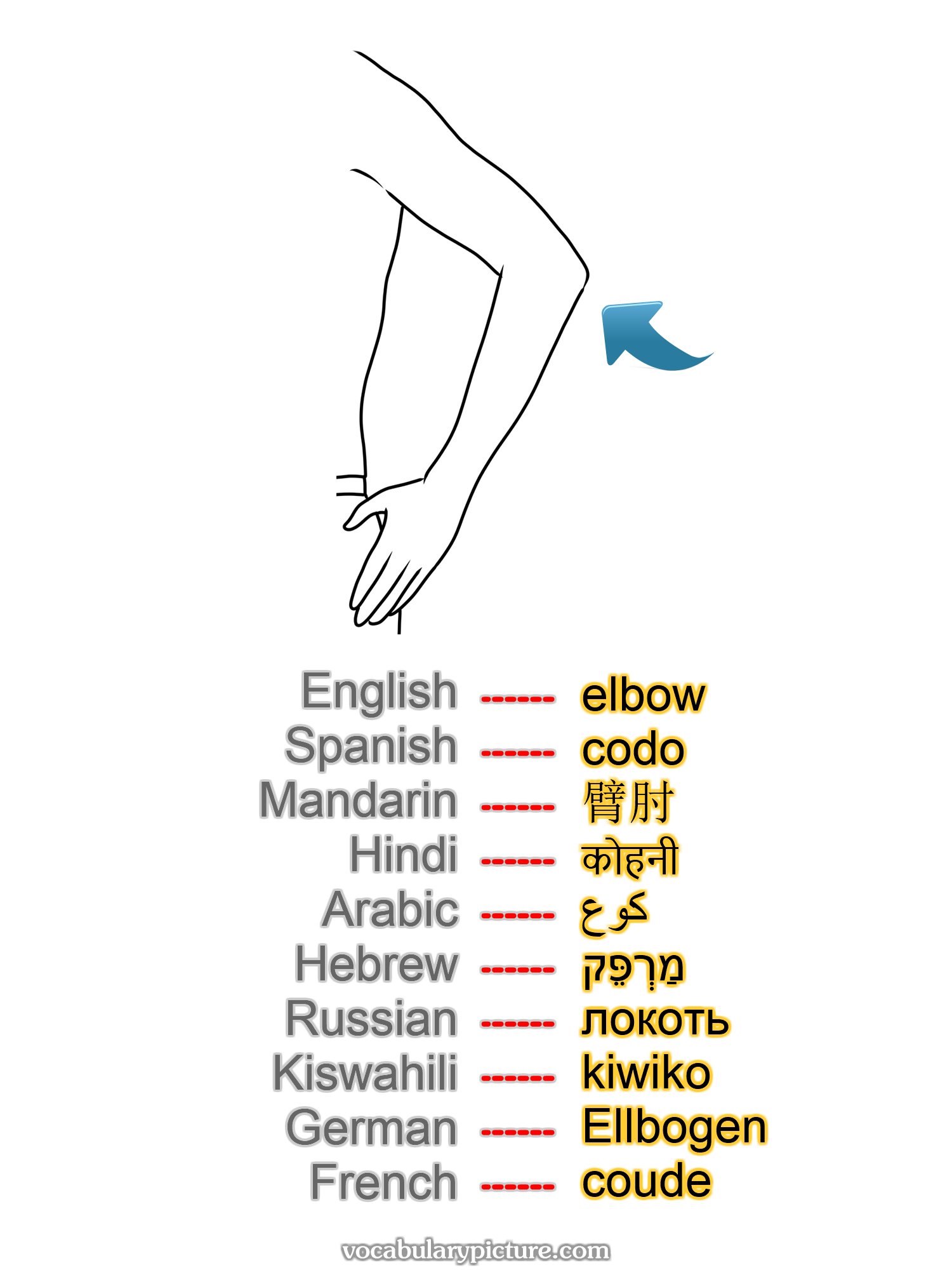 elbow codo 臂肘 कोहनी كوع מַרְפֵּק локоть kiwiko Ellbogen coude —vocabulary with picture on vocabularypicture.com