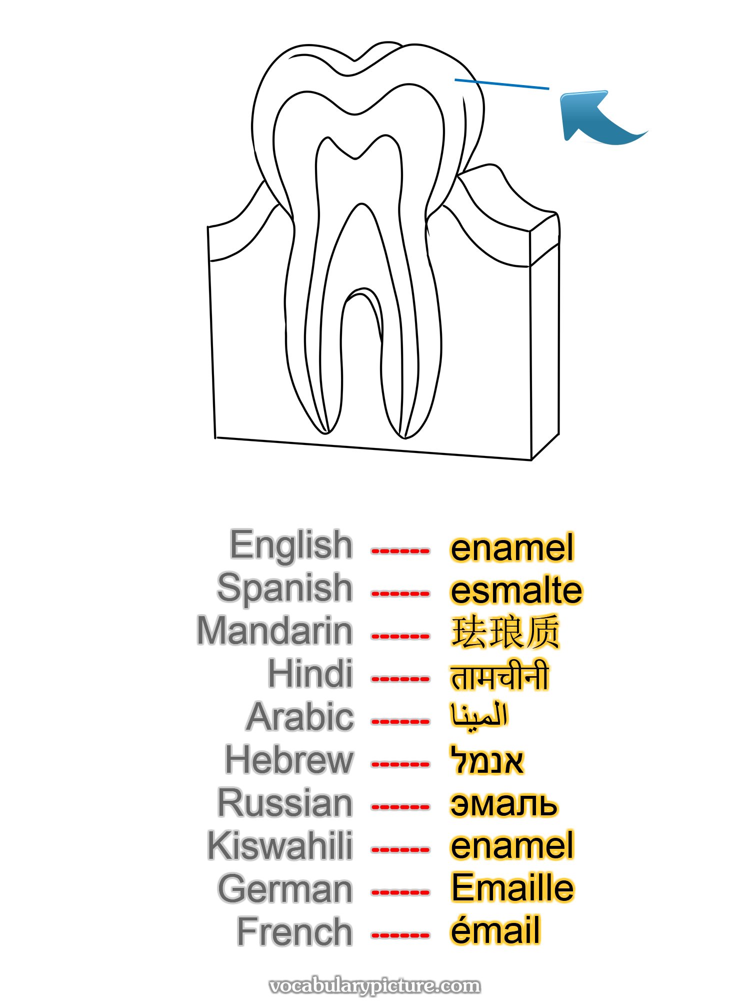 enamel esmalte 珐琅质 तामचीनी المينا אנמל эмаль enamel Emaille émail —vocabulary with picture on vocabularypicture.com