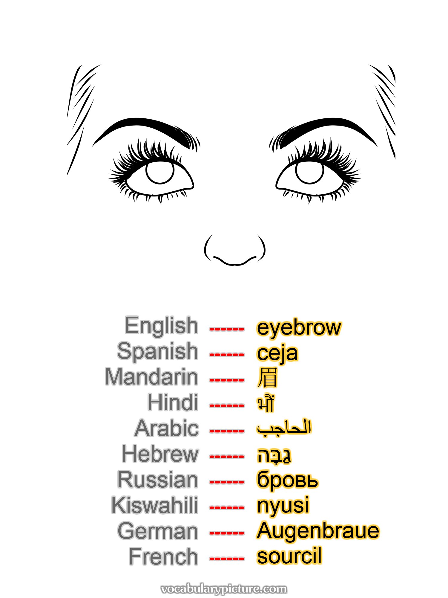 eyebrow ceja 眉 भौं الحاجب גַבָּה бровь nyusi Augenbraue sourcil —vocabulary with picture on vocabularypicture.com