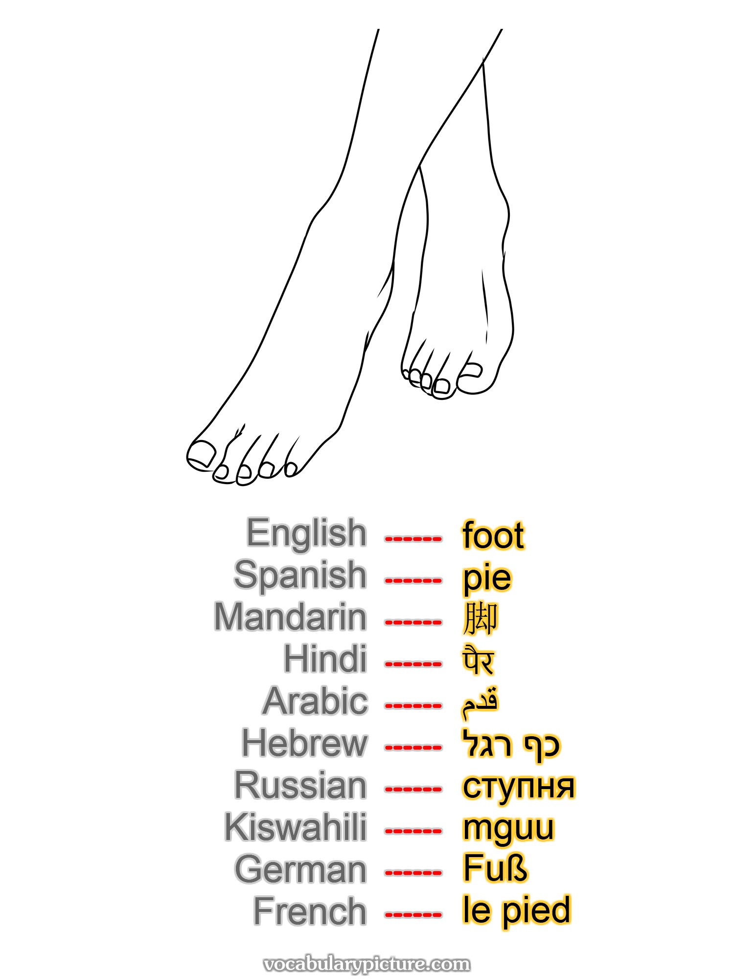 foot pie 脚 पैर قدم כף רגל ступня mguu Fuß le pied —vocabulary with picture on vocabularypicture.com