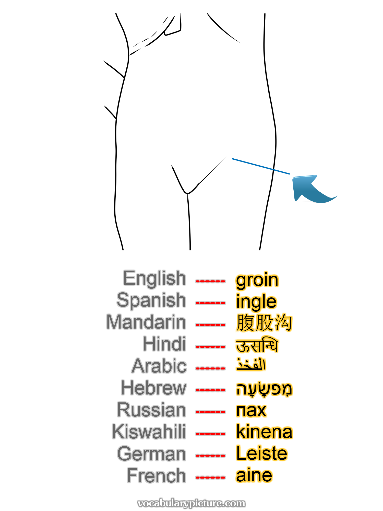 groin ingle 腹股沟 ऊसन्धि الفخذ מִפשָׂעָה пах kinena Leiste aine —vocabulary with picture on vocabularypicture.com