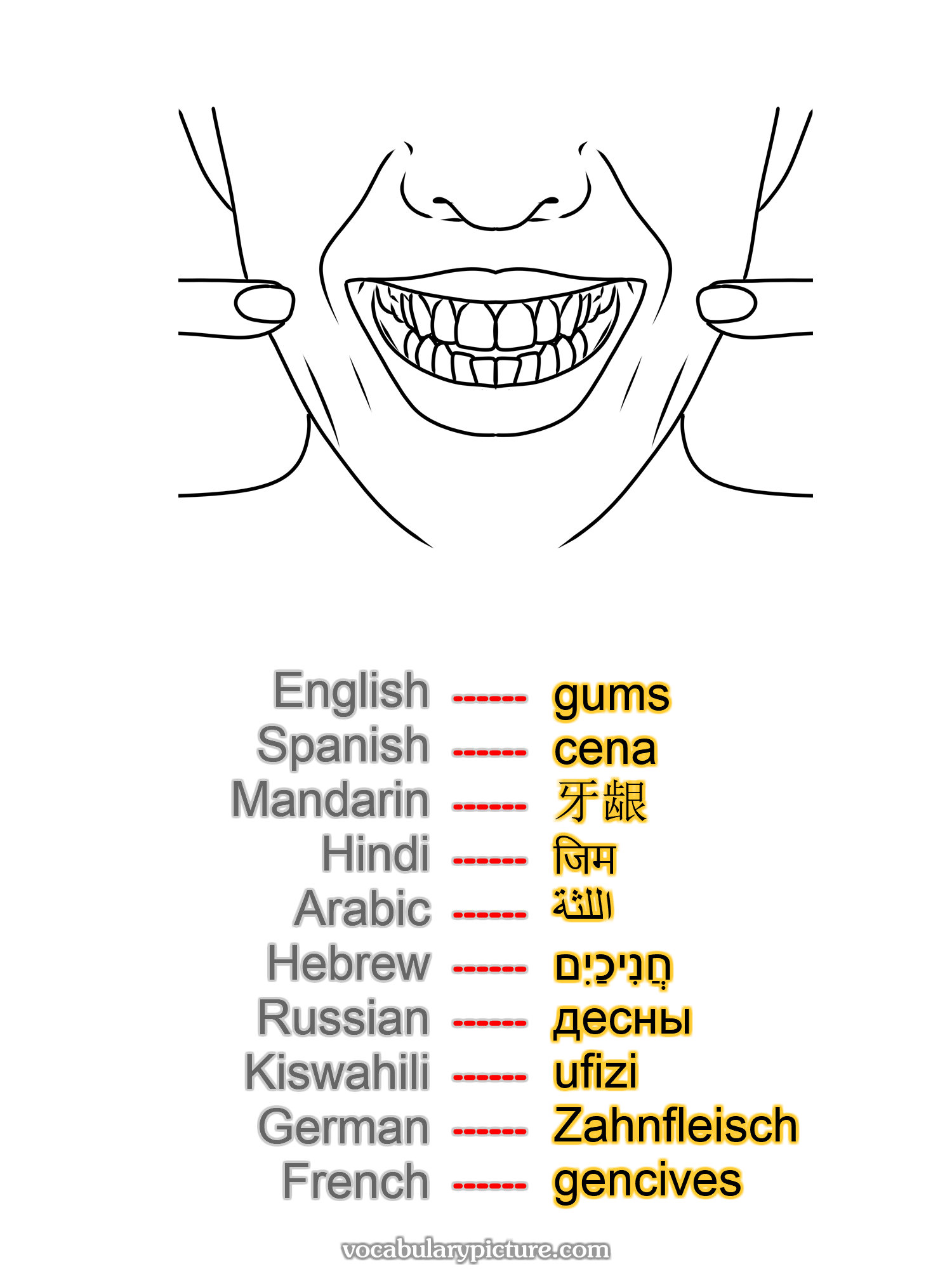 gums cena 牙龈 जिम اللثة חֲנִיכַיִם десны ufizi Zahnfleisch gencives —vocabulary with picture on vocabularypicture.com