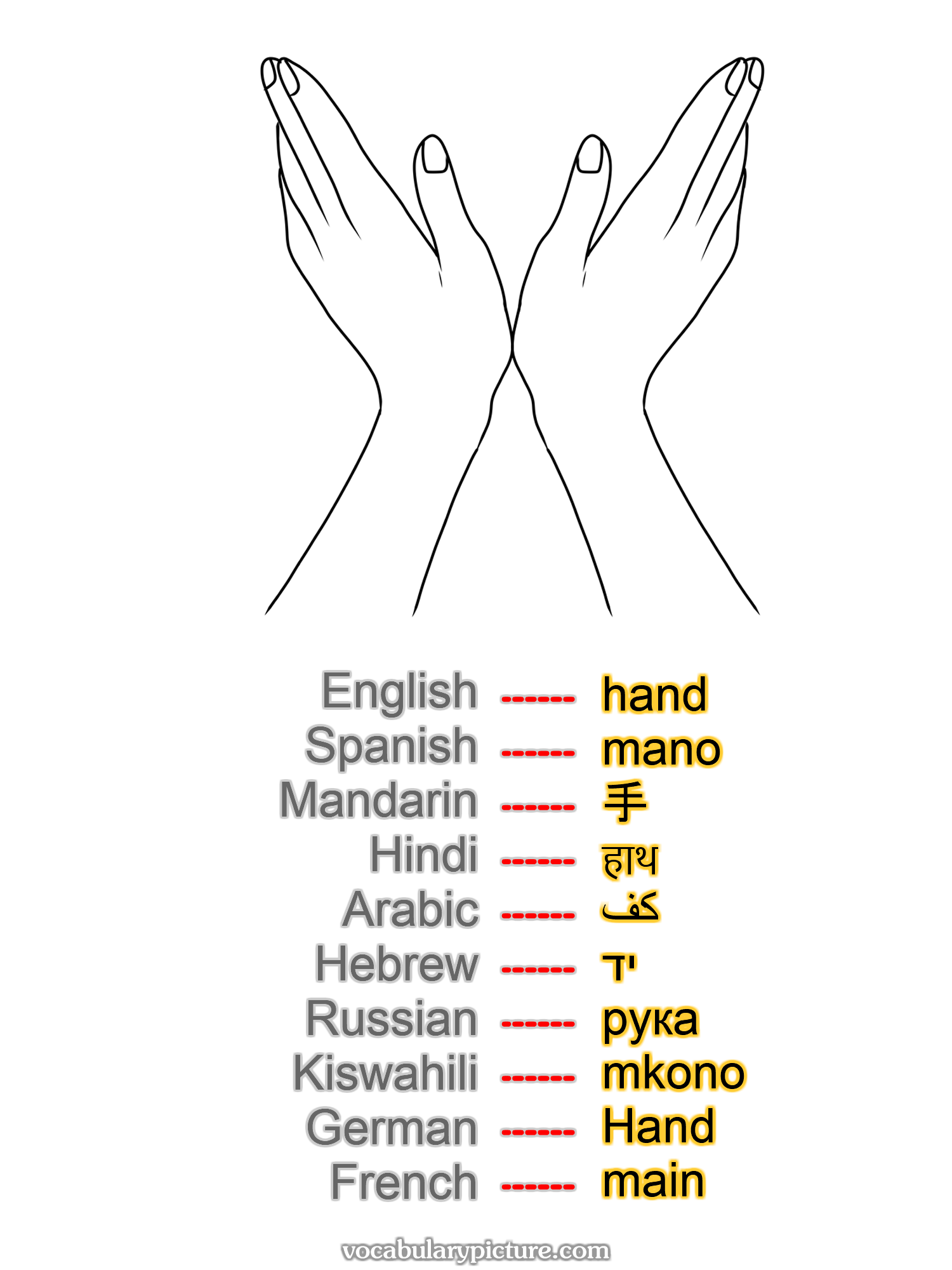 hand mano 手 हाथ كف יד рука mkono Hand main —vocabulary with picture on vocabularypicture.com