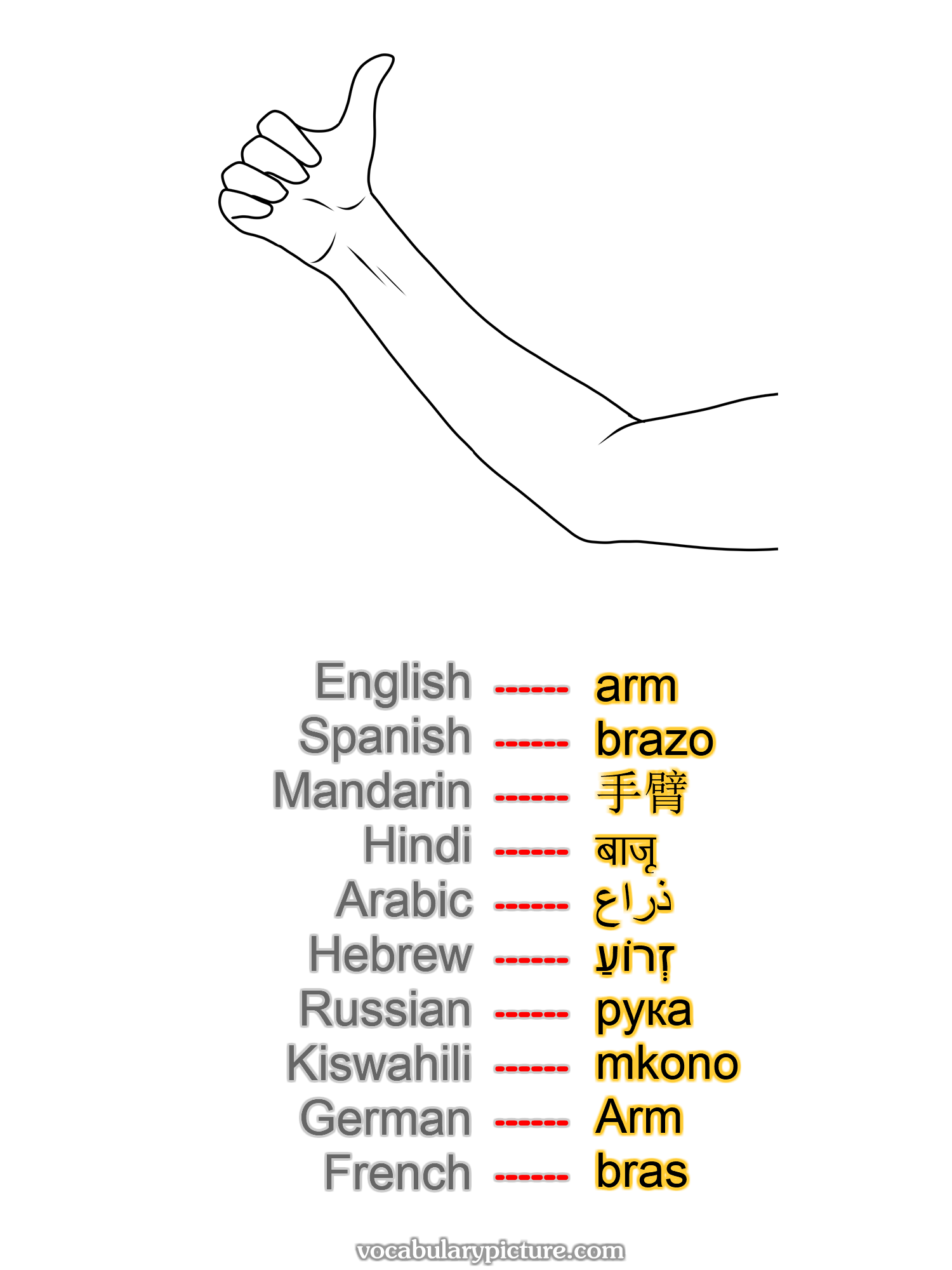 arm brazo 手臂 बाजू ذراع זְרוֹעַ рука mkono Arm bras -vocabulary with picture on vocabularypicture.com