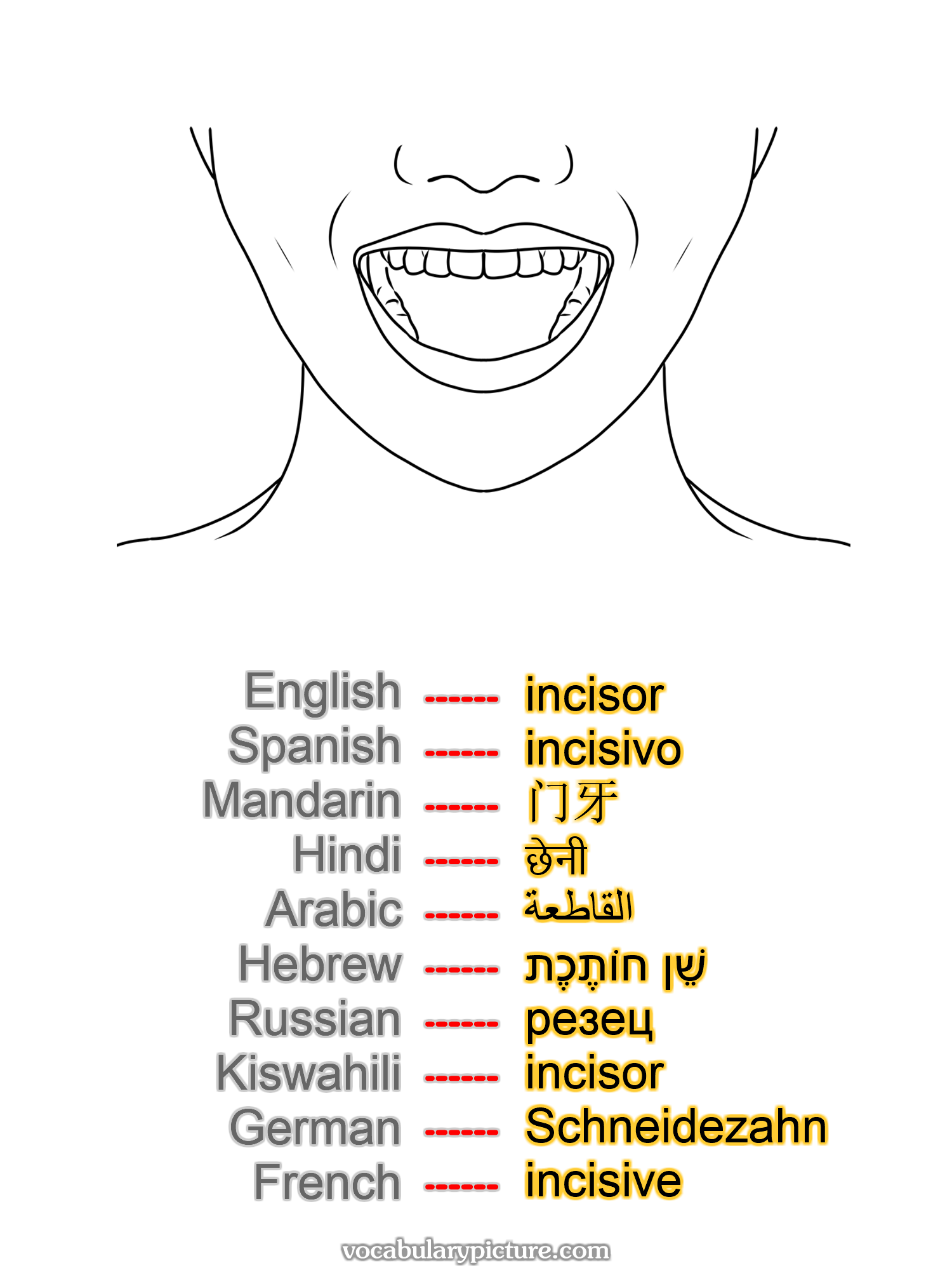 incisor incisivo 门牙 छेनी القاطعة שֵׁן חוֹתֶכֶת резец incisor Schneidezahn incisive —vocabulary with picture on vocabularypicture.com