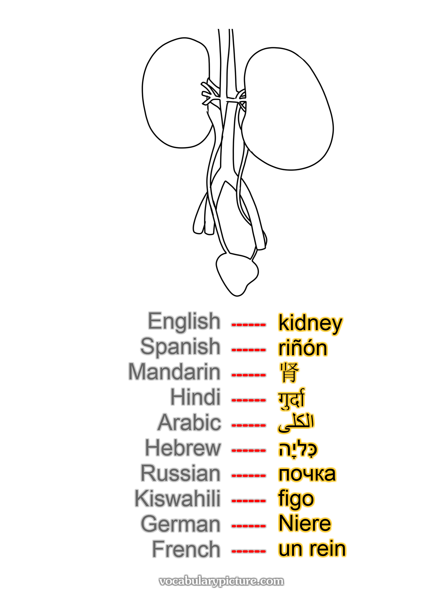 kidney riñón 肾 गुर्दा الكلى כִּליָה почка figo Niere un rein —vocabulary with picture on vocabularypicture.com