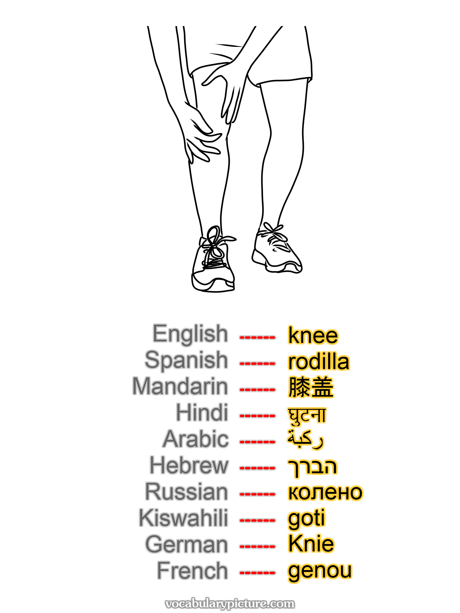 knee rodilla 膝盖 घुटना ركبة הברך колено goti Knie genou —vocabulary with picture on vocabularypicture.com