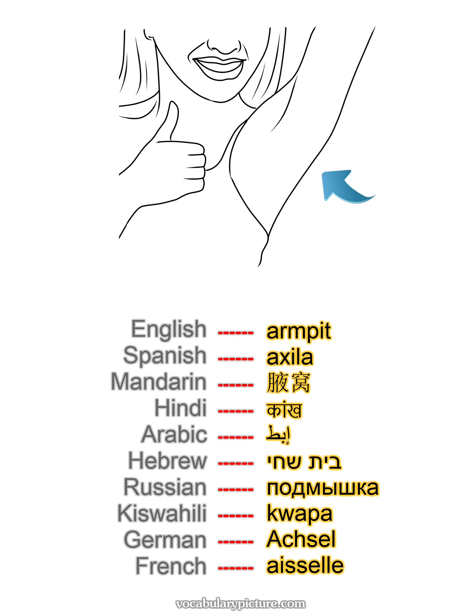 armpit axila 腋窝 कांख إبط בית שחי подмышка kwapa Achsel aisselle -vocabulary with picture on vocabularypicture.com