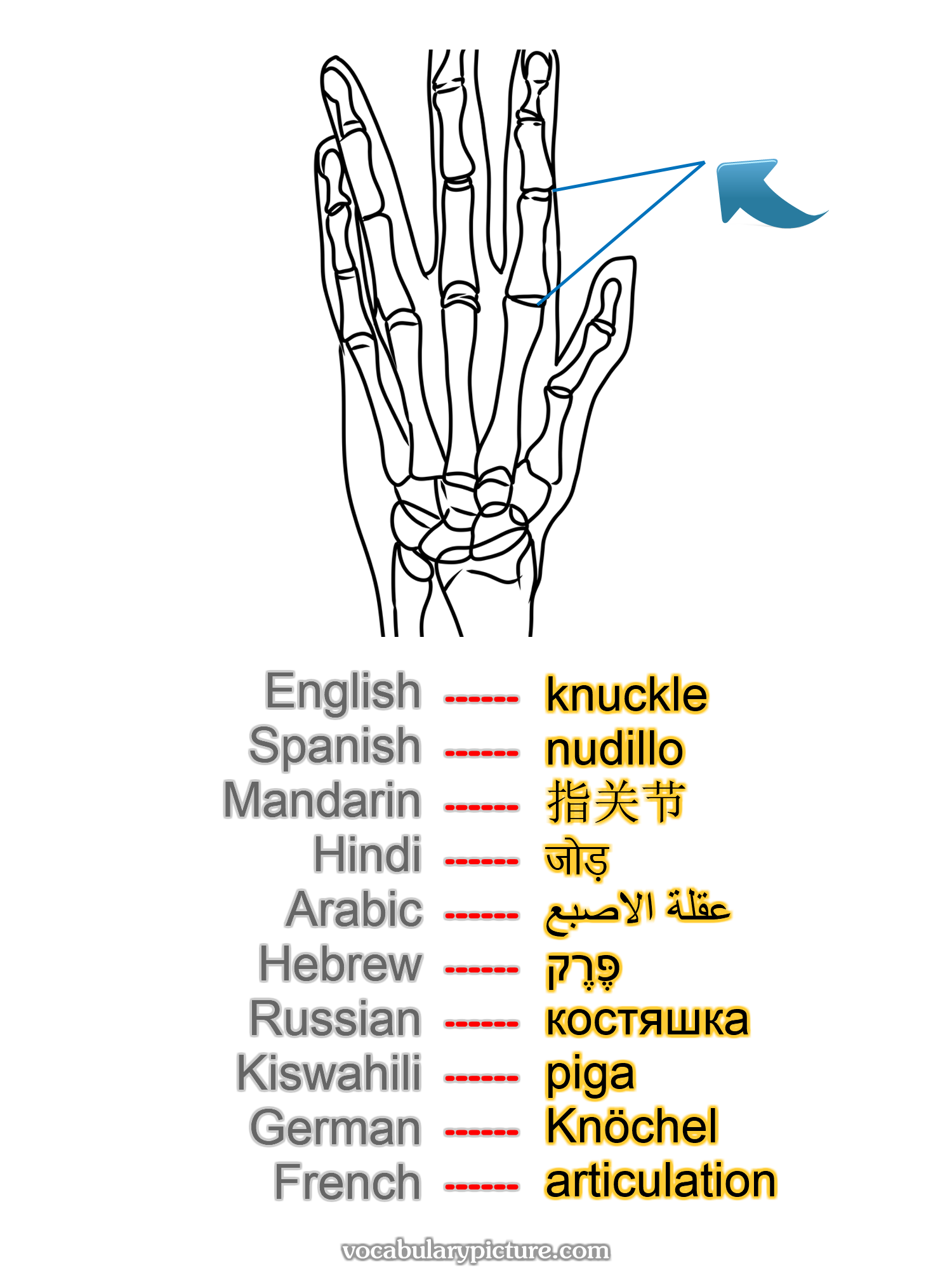 knuckle nudillo 指关节 जोड़ عقلة الاصبع פֶּרֶק костяшка piga Knöchel articulation —vocabulary with picture on vocabularypicture.com