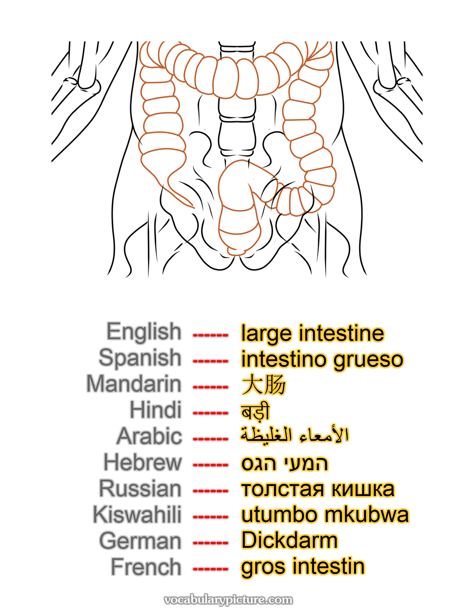 large intestine intestino grueso 大肠 बड़ी الأمعاء الغليظة המעי הגס толстая кишка utumbo mkubwa Dickdarm gros intestin —vocabulary with picture on vocabularypicture.com