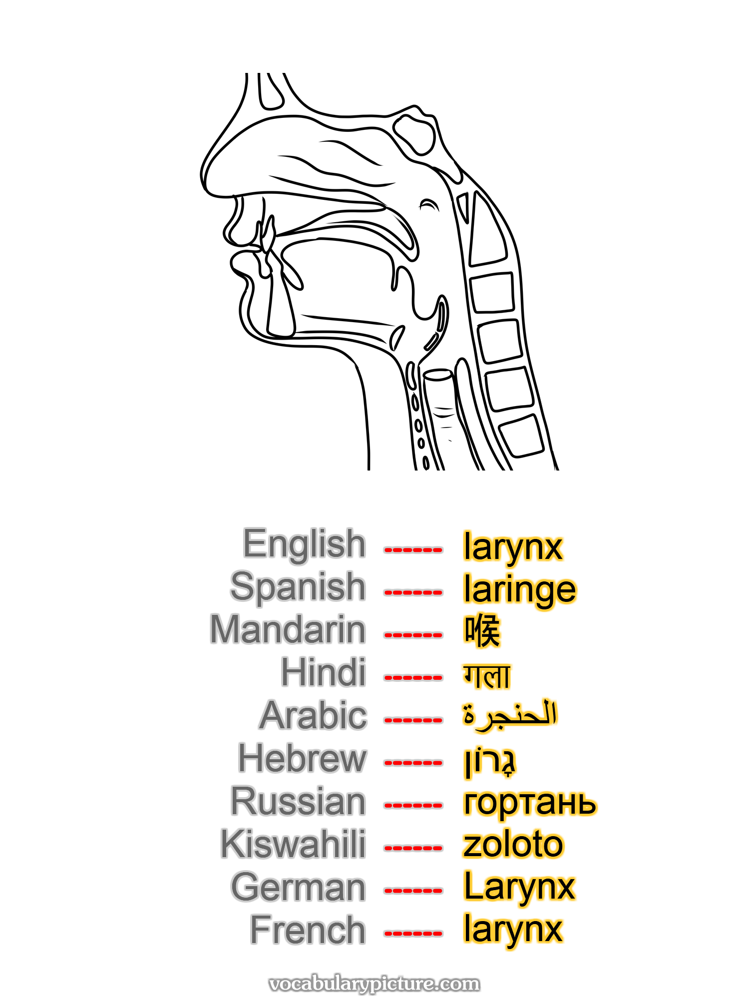 larynx laringe 喉 गला الحنجرة גָרוֹן гортань zoloto Larynx larynx —vocabulary with picture on vocabularypicture.com