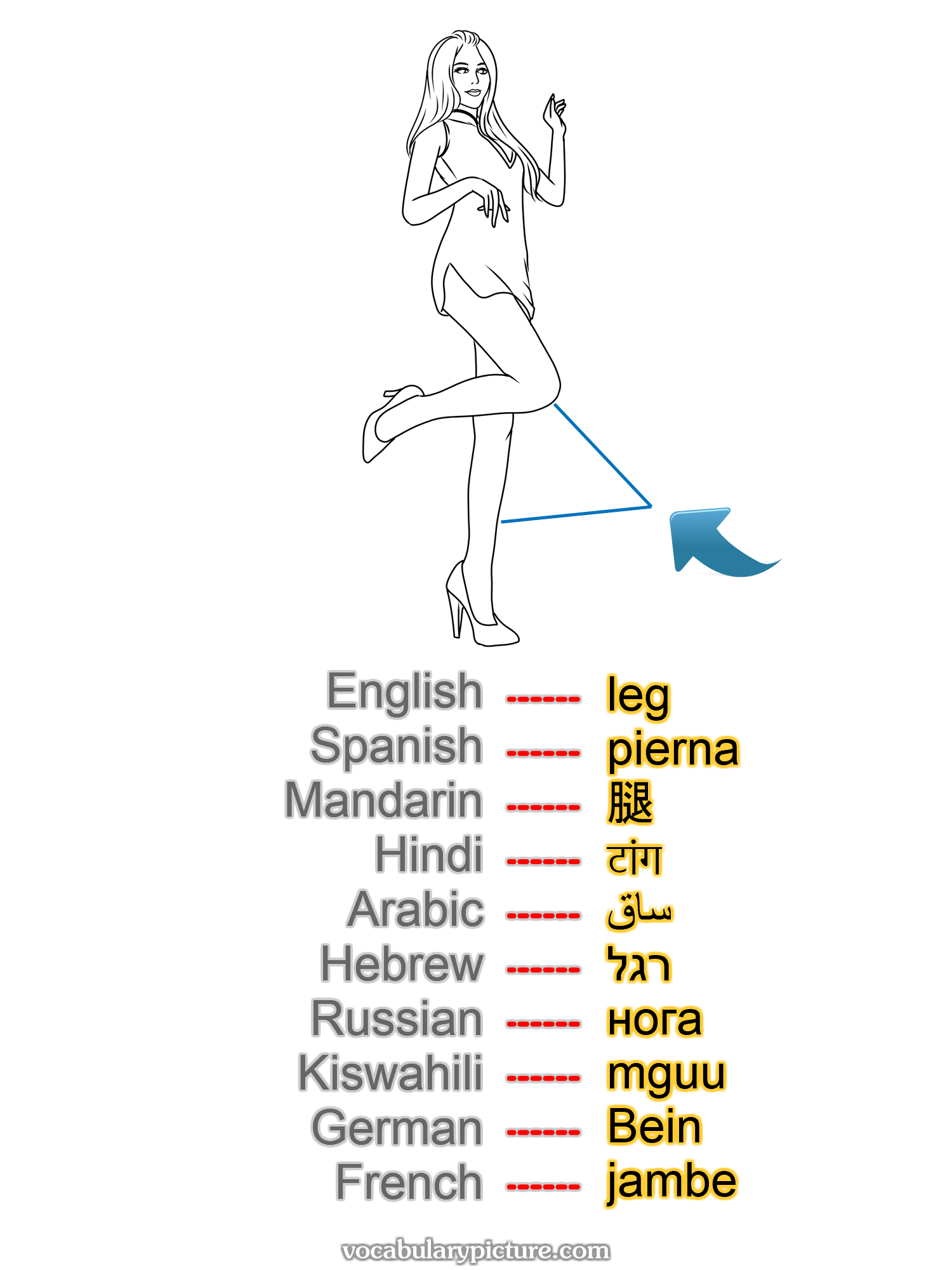 leg pierna 腿 टांग ساق רגל нога mguu Bein jambe —vocabulary with picture on vocabularypicture.com