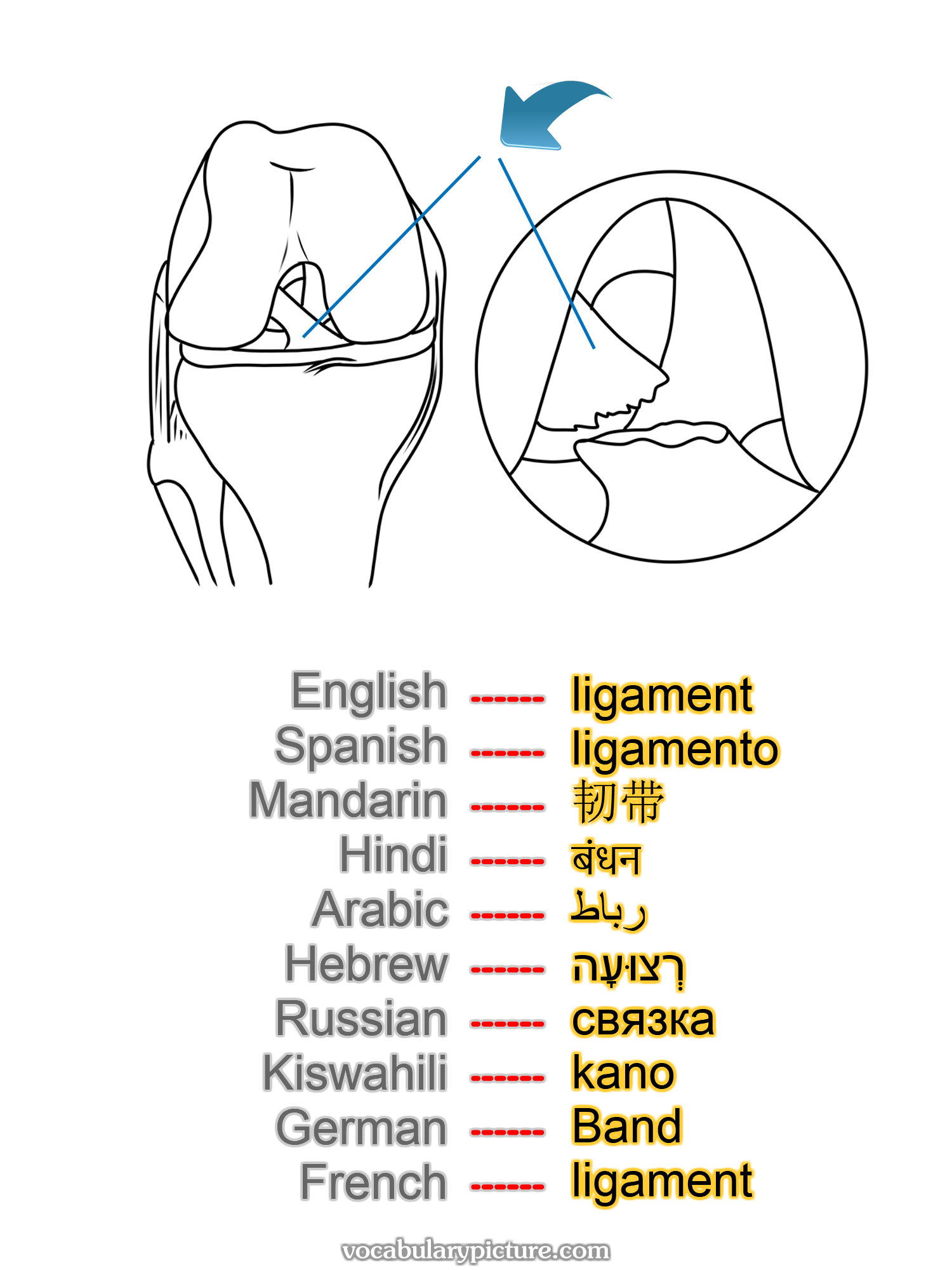 ligament ligamento 韧带 बंधन رباط רְצוּעָה связка kano Band ligament —vocabulary with picture on vocabularypicture.com