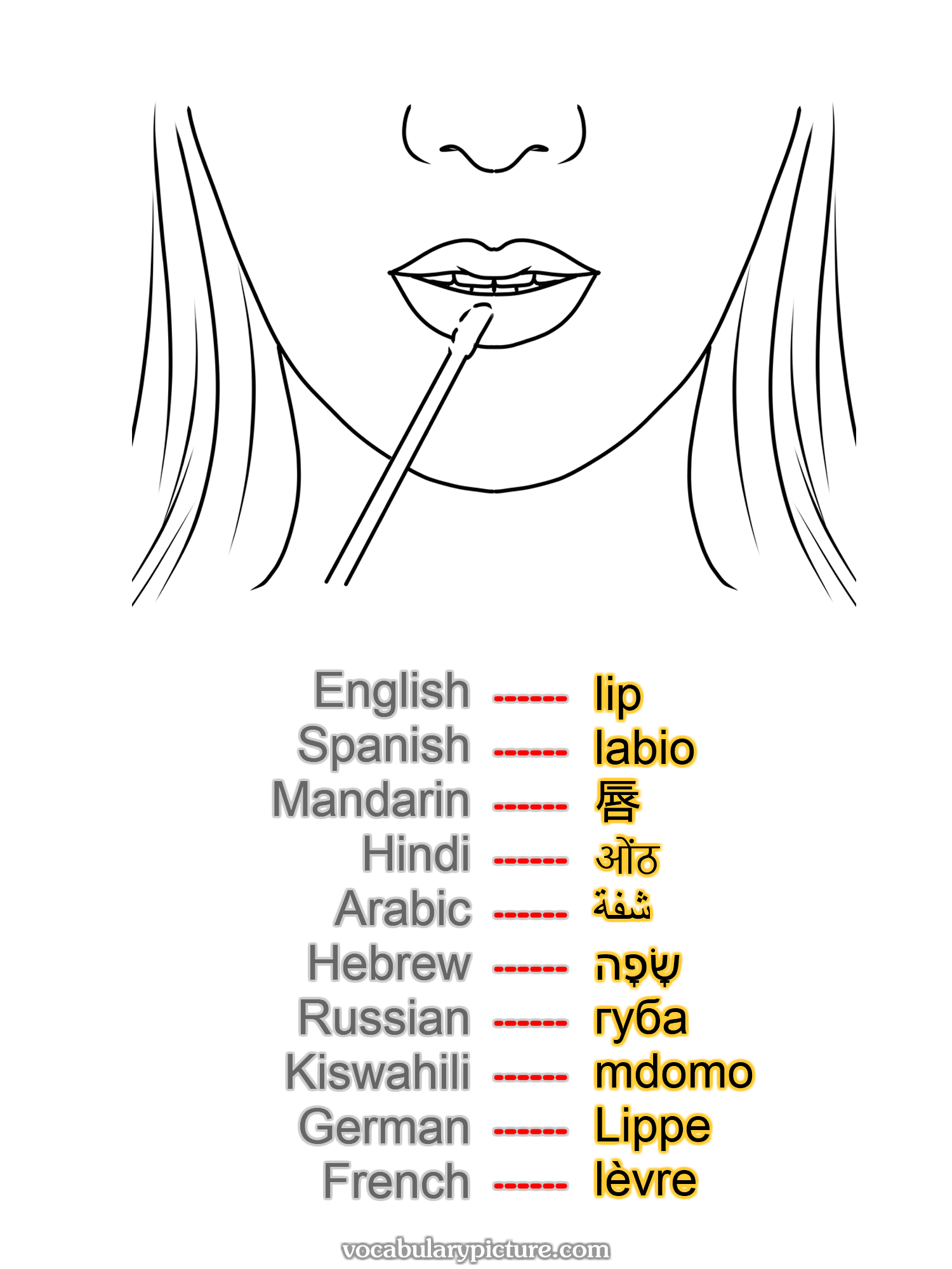 lip labio 唇 ओंठ شفة שָׂפָה губа mdomo Lippe lèvre —vocabulary with picture on vocabularypicture.com