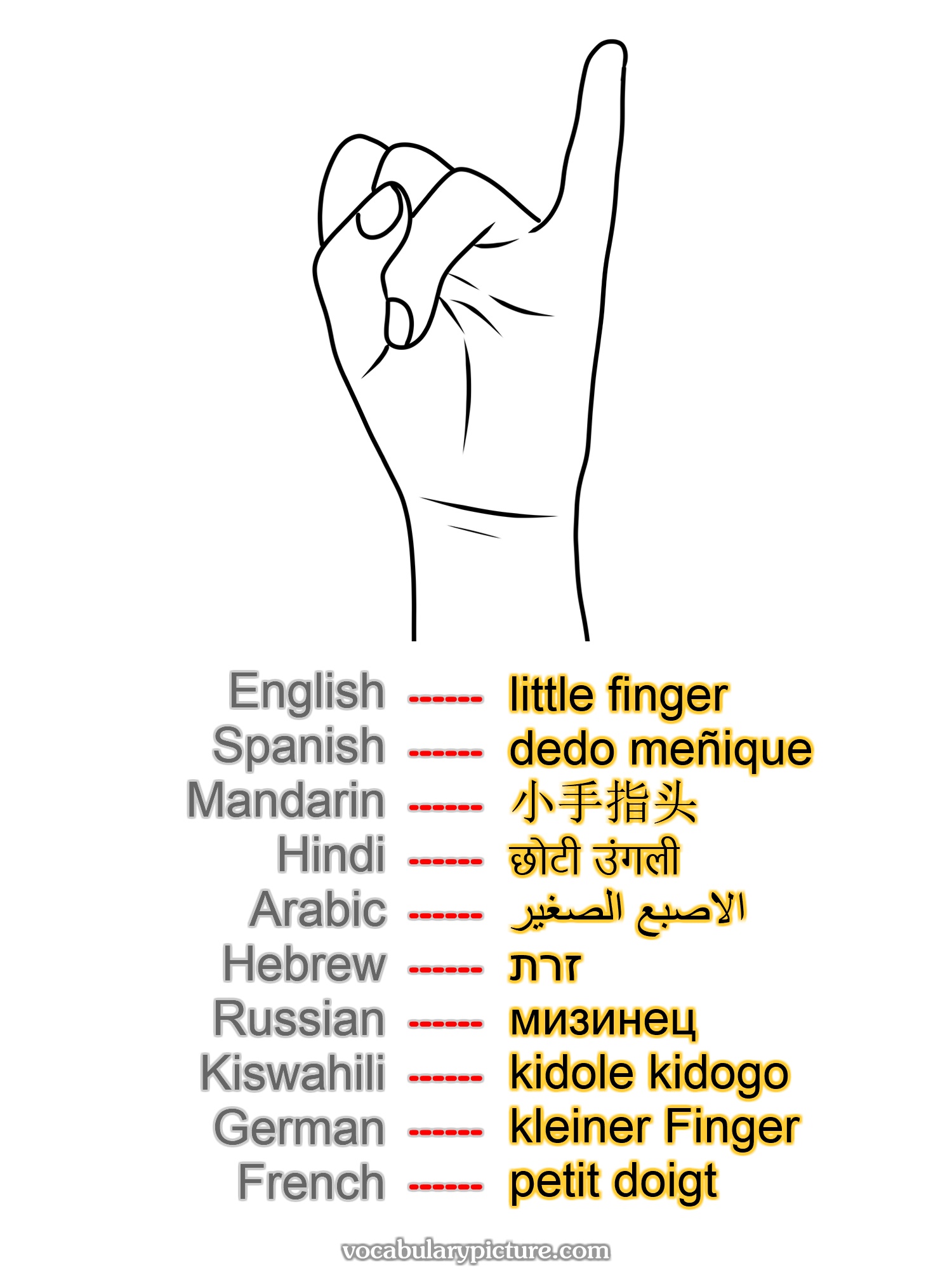 little finger dedo meñique 小手指头 छोटी उंगली الاصبع الصغير זרת мизинец kidole kidogo kleiner Finger petit doigt —vocabulary with picture on vocabularypicture.com