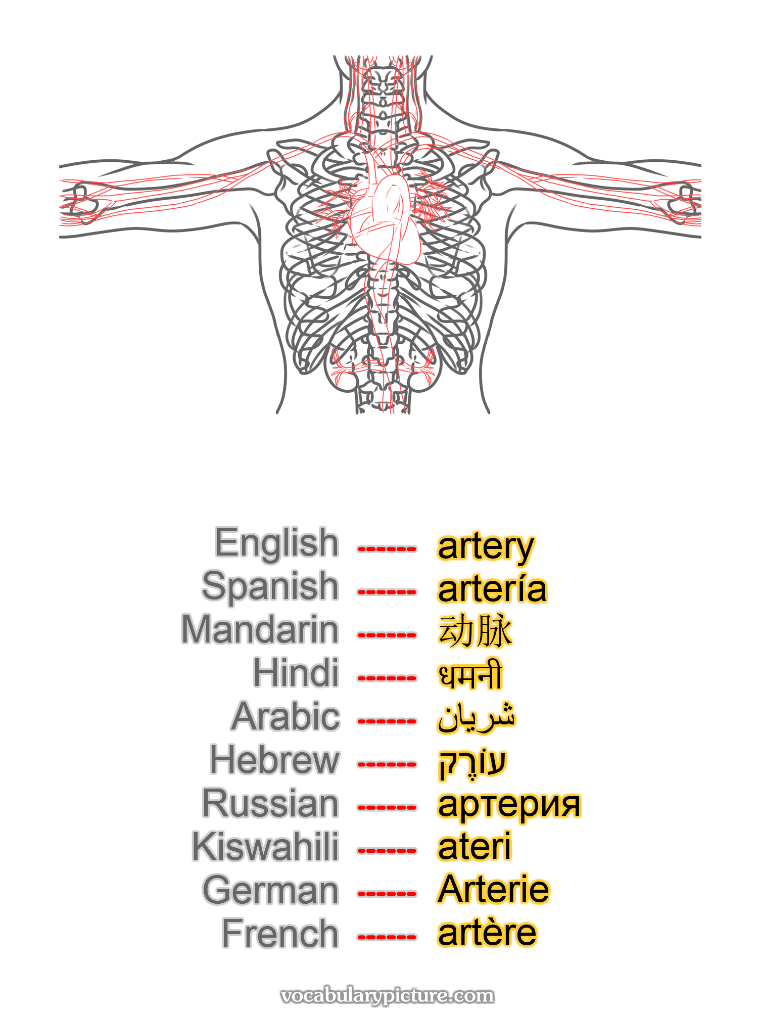 artery artería 动脉 धमनी شريان עוֹרֶק артерия ateri Arterie artère -vocabulary with picture on vocabularypicture.com