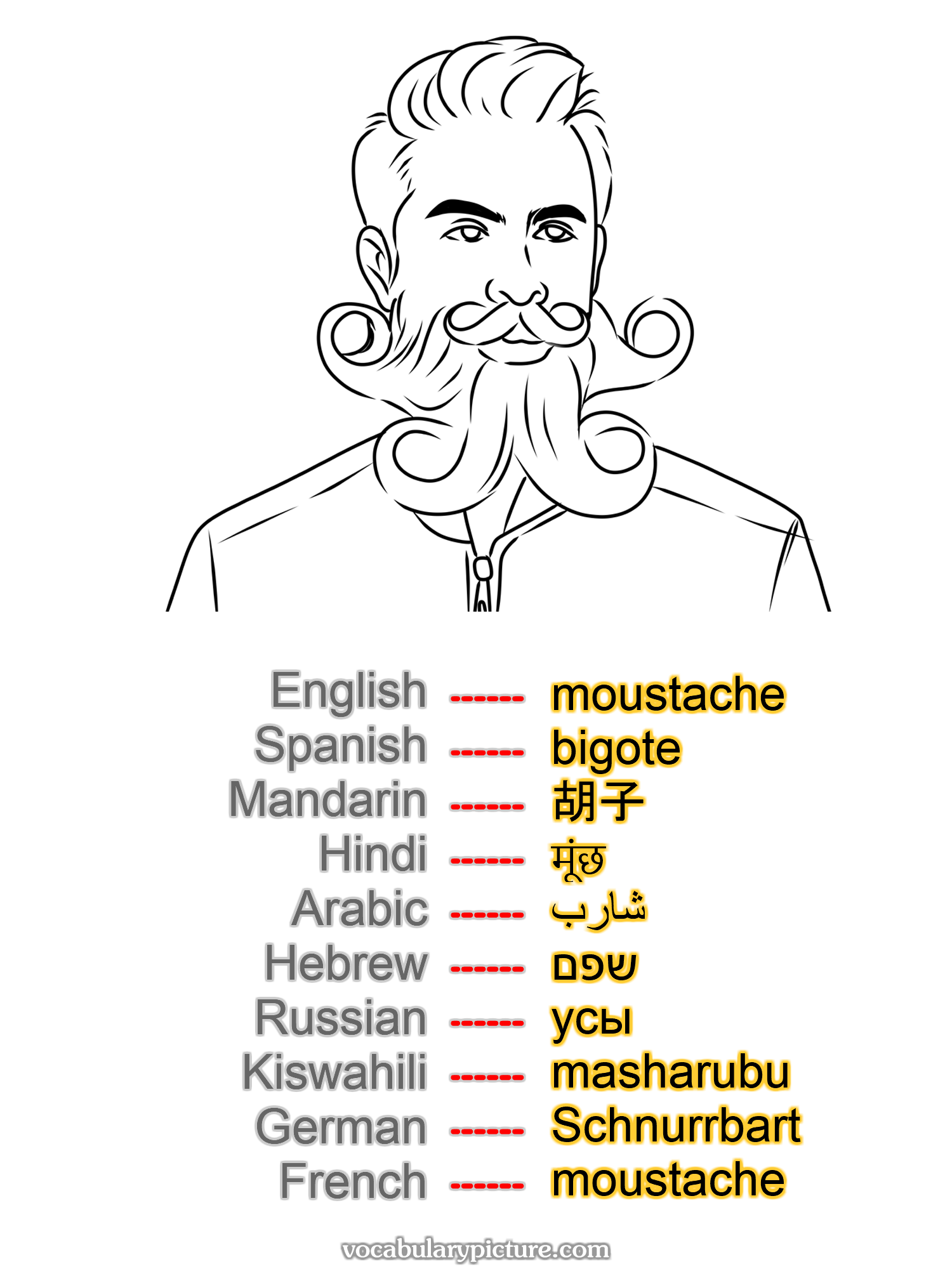 moustache bigote 胡子 मूंछ شارب שפם усы masharubu Schnurrbart moustache —vocabulary with picture on vocabularypicture.com