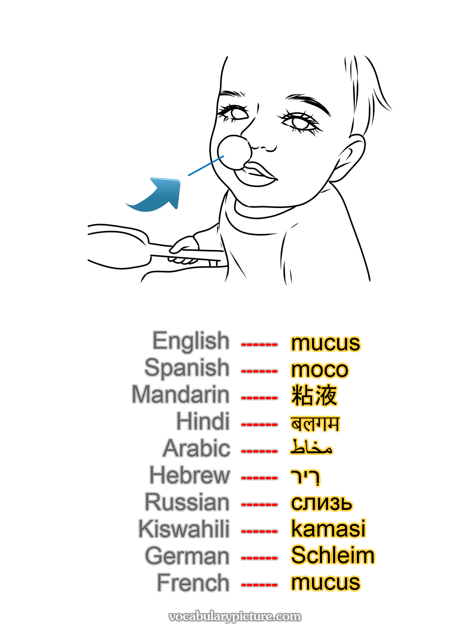 mucus moco 粘液 बलगम مخاط רִיר слизь kamasi Schleim mucus —vocabulary with picture on vocabularypicture.com