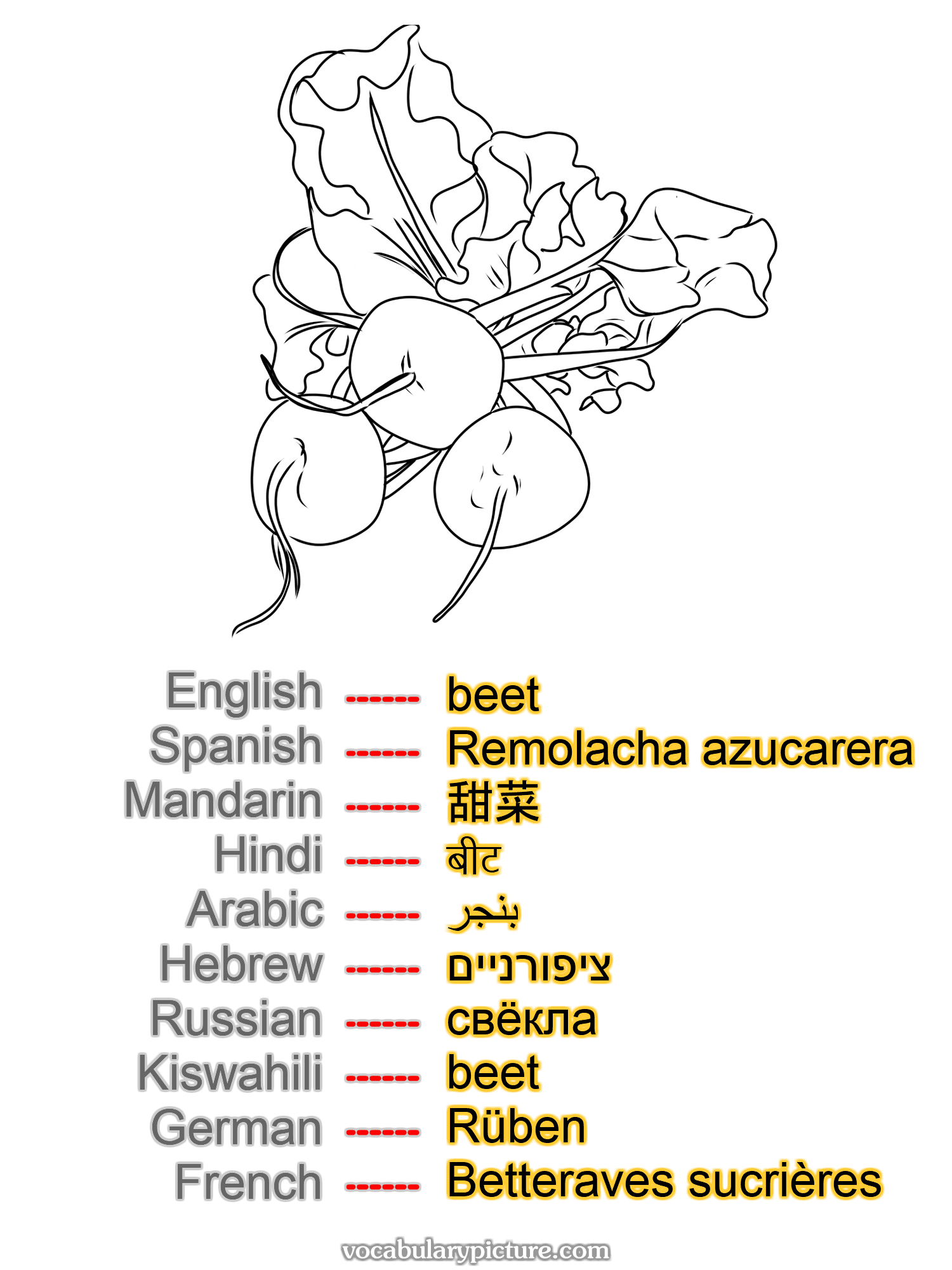 beet Remolacha azucarera 甜菜 बीट بنجر ציפורניים свёкла beet Rüben Betteraves sucrières —vocabulary with picture on vocabularypicture.com