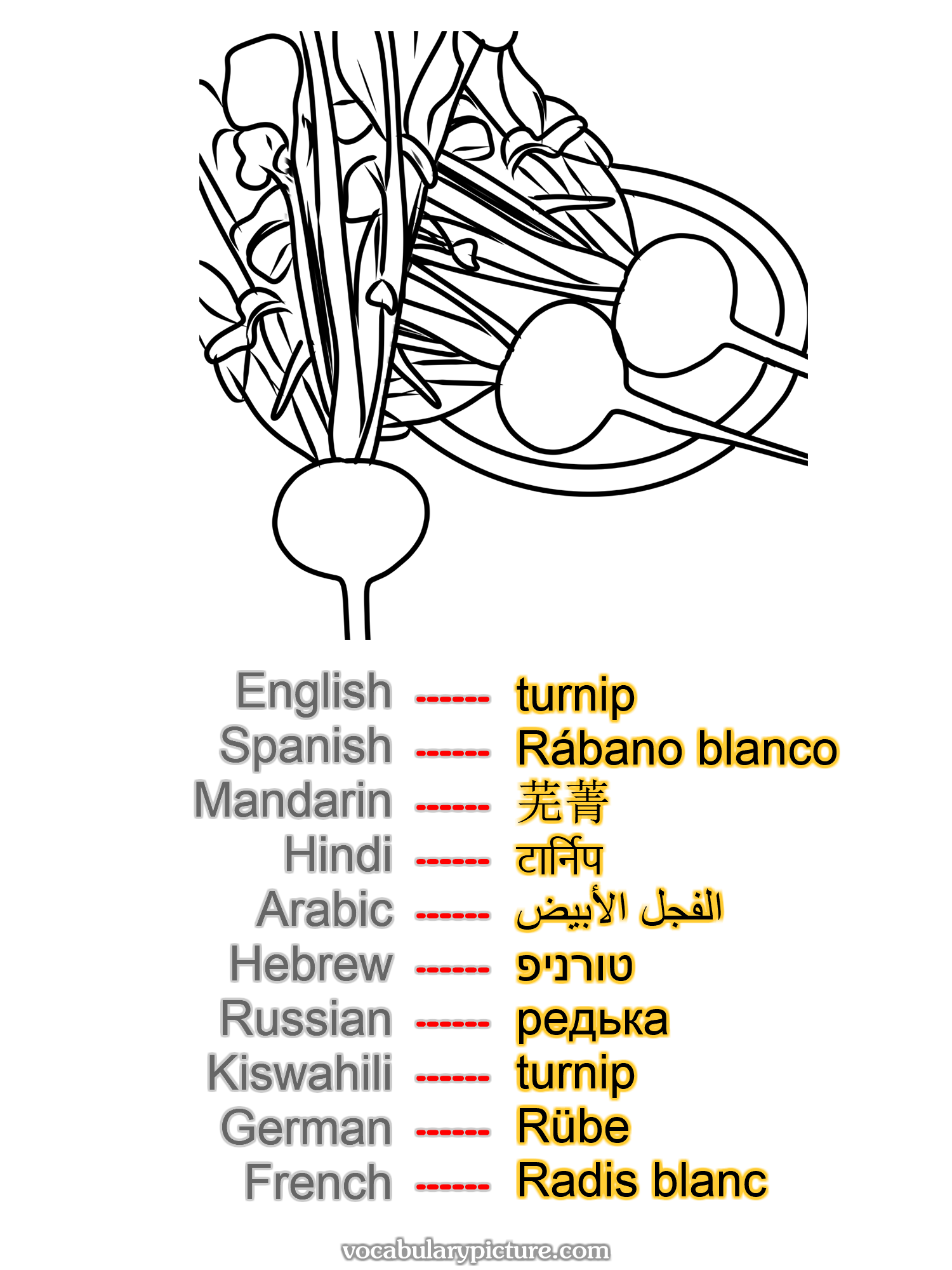 turnip Rábano blanco 芜菁 टार्निप الفجل الأبيض טורניפ редька turnip Rübe Radis blanc —vocabulary with picture on vocabularypicture.com