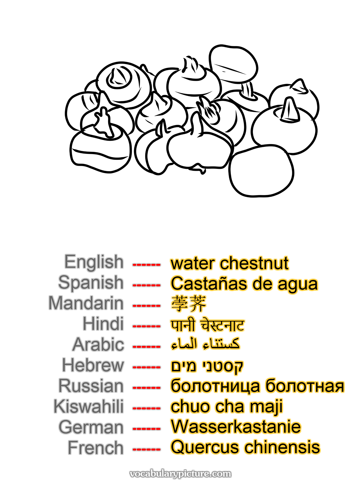 water chestnut Castañas de agua 荸荠 पानी चेस्टनाट كستناء الماء קסטני מים болотница болотная chuo cha maji Wasserkastanie Quercus chinensis —vocabulary with picture on vocabularypicture.com