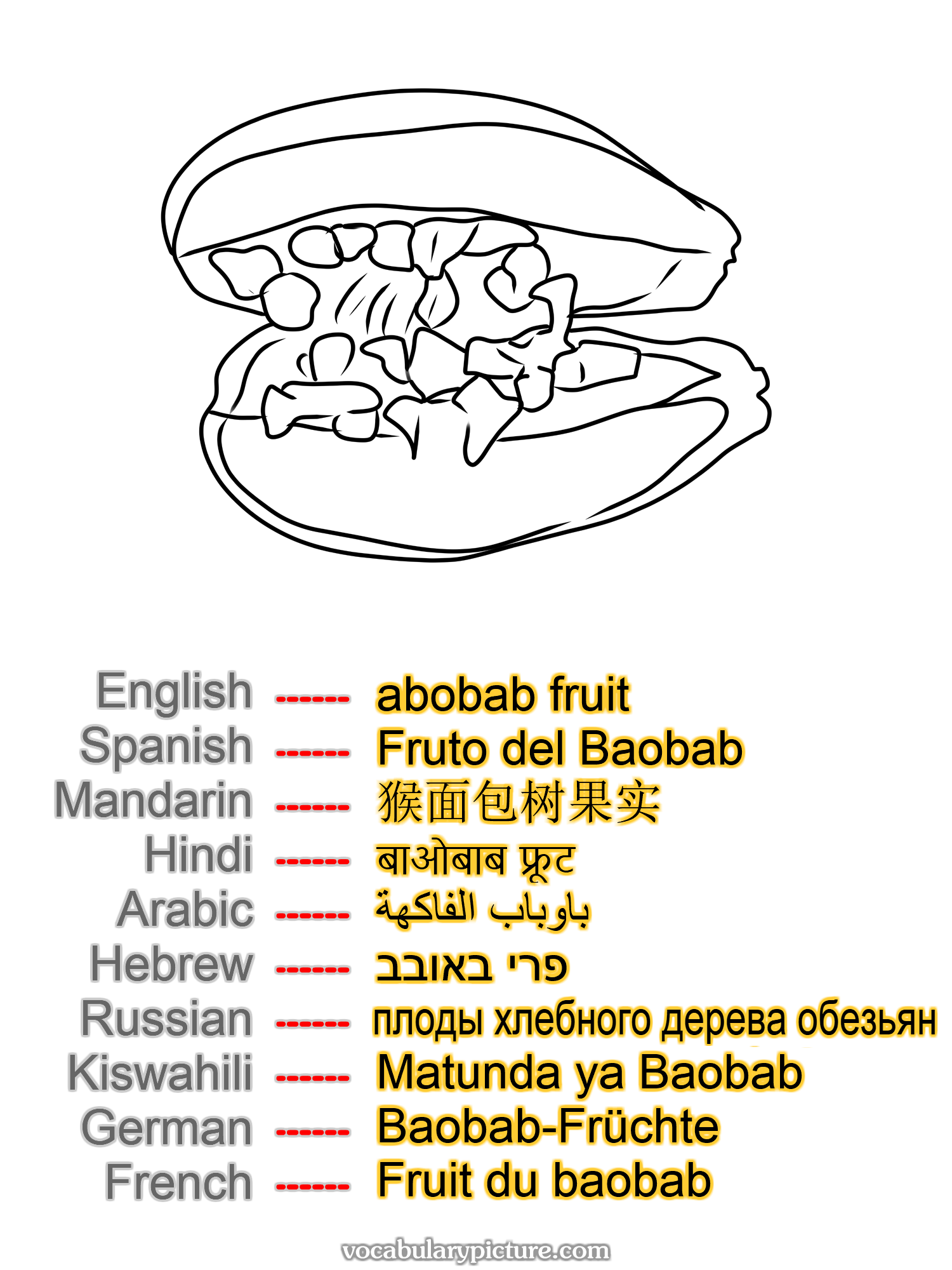 abobab fruit Fruto del Baobab 猴面包树果实 बाओबाब फ्रूट باوباب الفاكهة פרי באובב плоды хлебного дерева обезьян Matunda ya Baobab Baobab-Früchte Fruit du baobab —vocabulary with picture on vocabularypicture.com