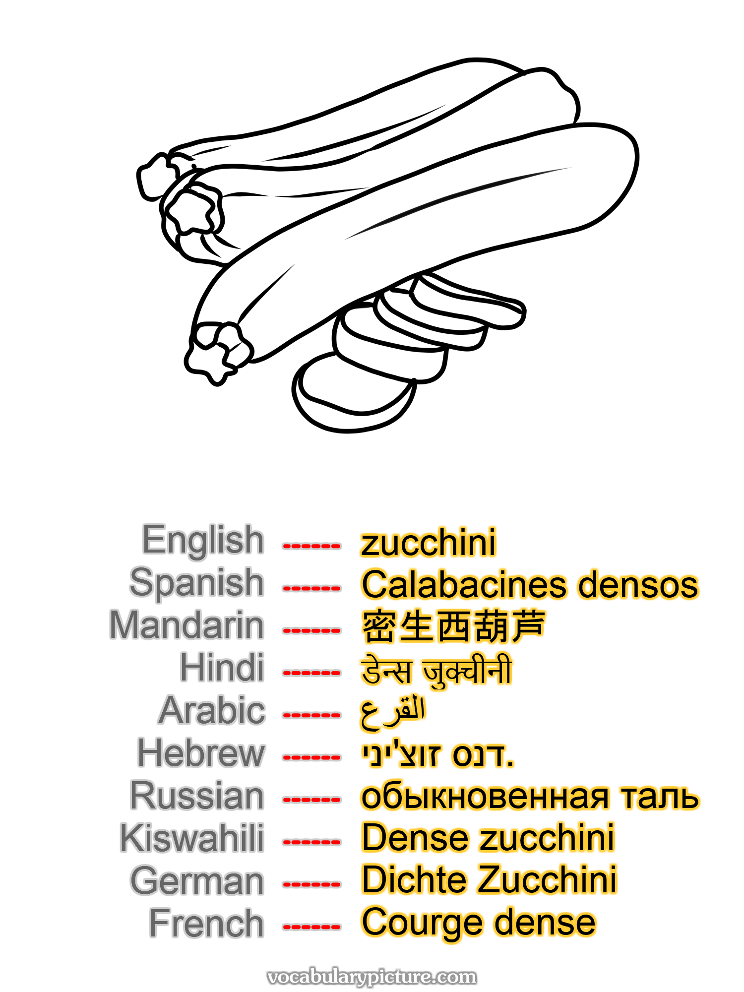 zucchini Calabacines densos 密生西葫芦 डेन्स जुक्चीनी القرع דנס זוצ'יני. обыкновенная таль Dense zucchini Dichte Zucchini Courge dense —vocabulary with picture on vocabularypicture.com