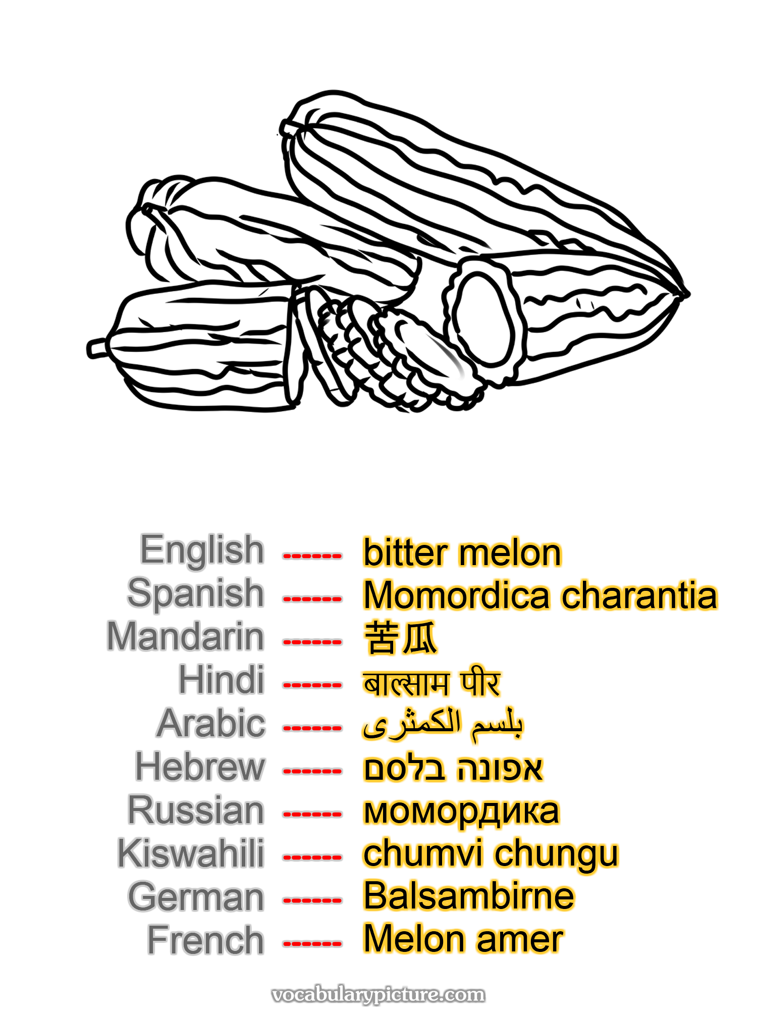 bitter melon Momordica charantia 苦瓜 बाल्साम पीर بلسم الكمثرى אפונה בלסם момордика chumvi chungu Balsambirne Melon amer —vocabulary with picture on vocabularypicture.com