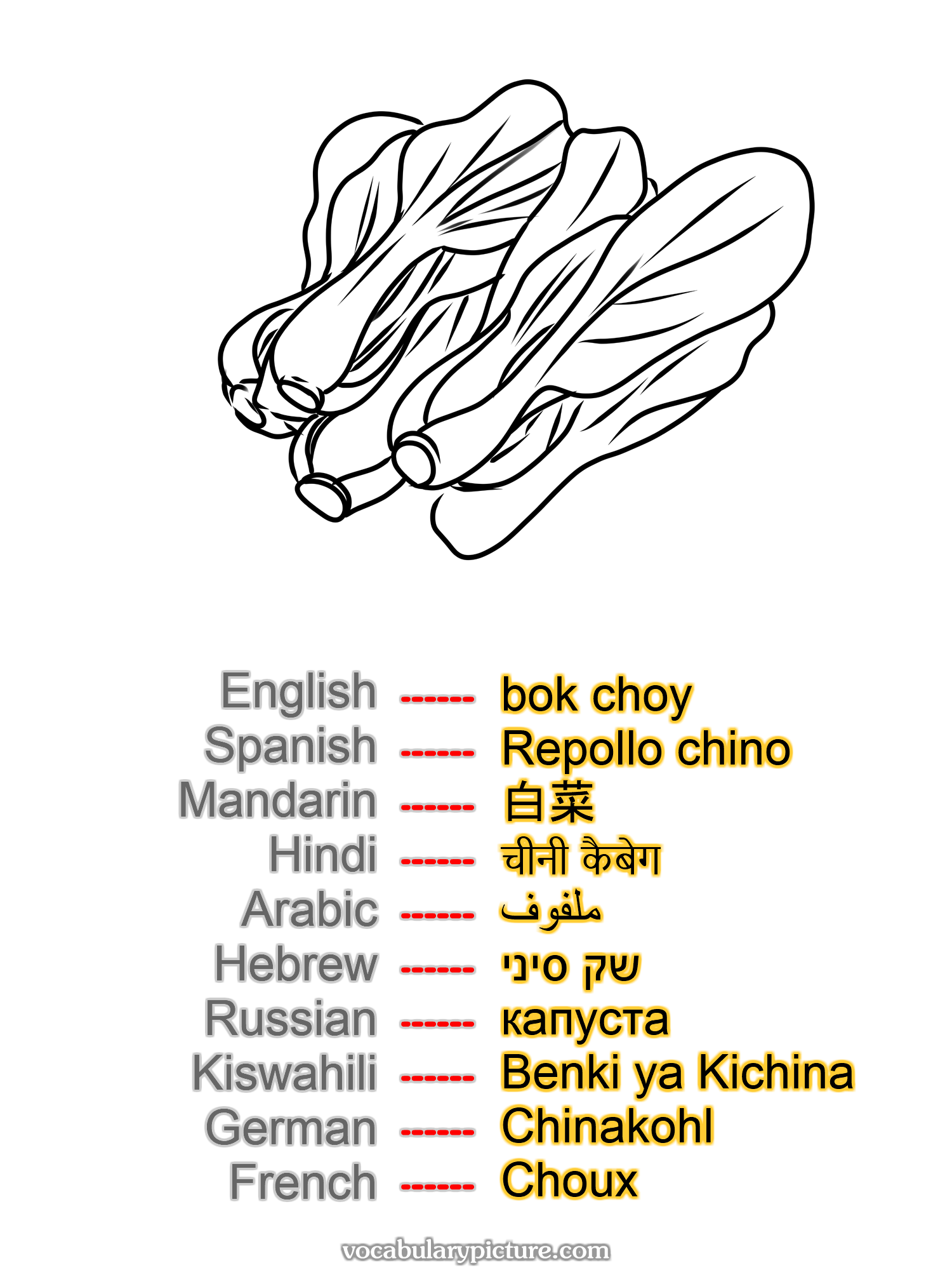 bok choy Repollo chino 白菜 चीनी कैबेग ملفوف שק סיני капуста Benki ya Kichina Chinakohl Choux —vocabulary with picture on vocabularypicture.com