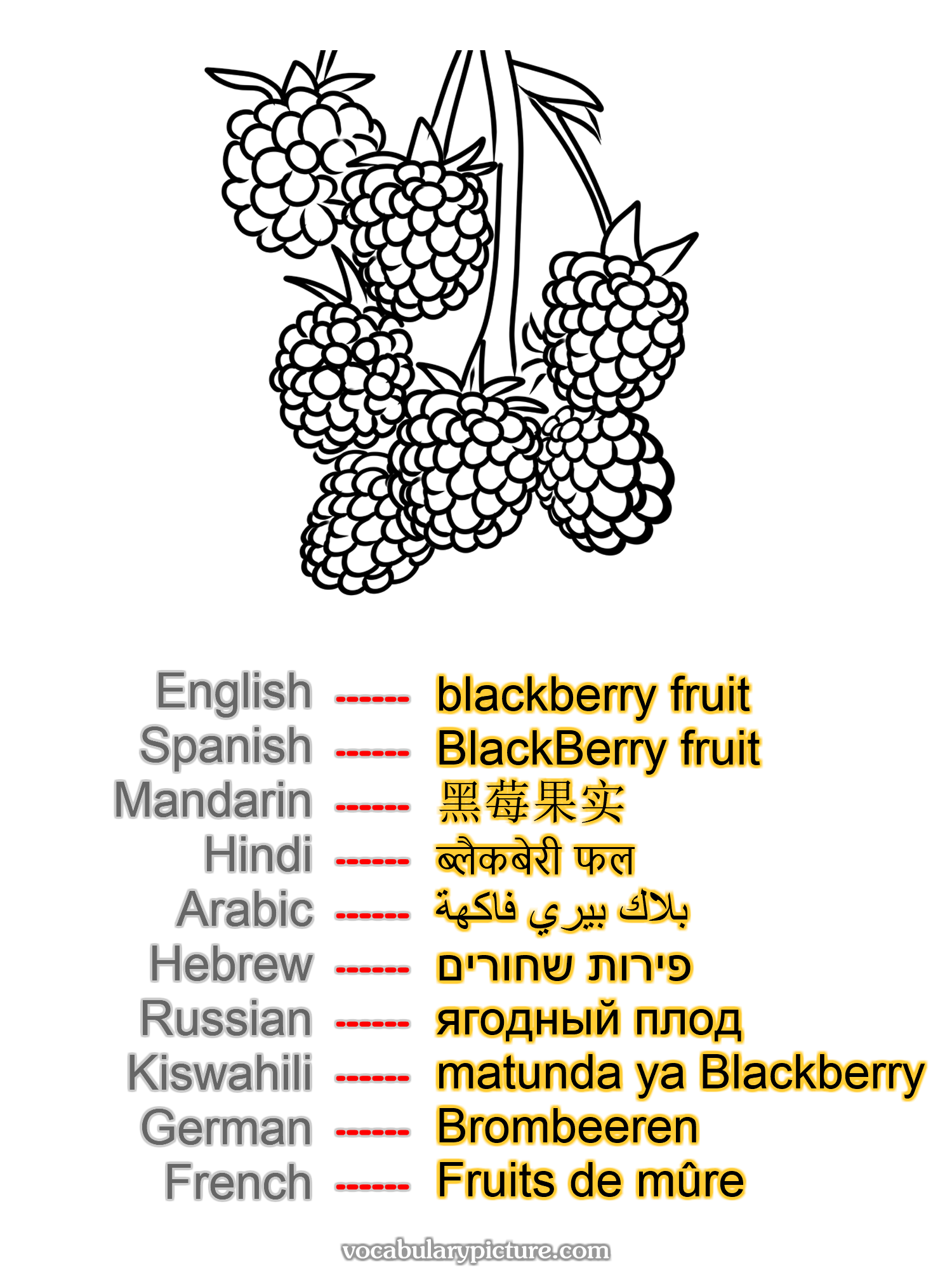 blackberry fruit BlackBerry fruit 黑莓果实 ब्लैकबेरी फल بلاك بيري فاكهة פירות שחורים ягодный плод matunda ya Blackberry Brombeeren Fruits de mûre —vocabulary with picture on vocabularypicture.com