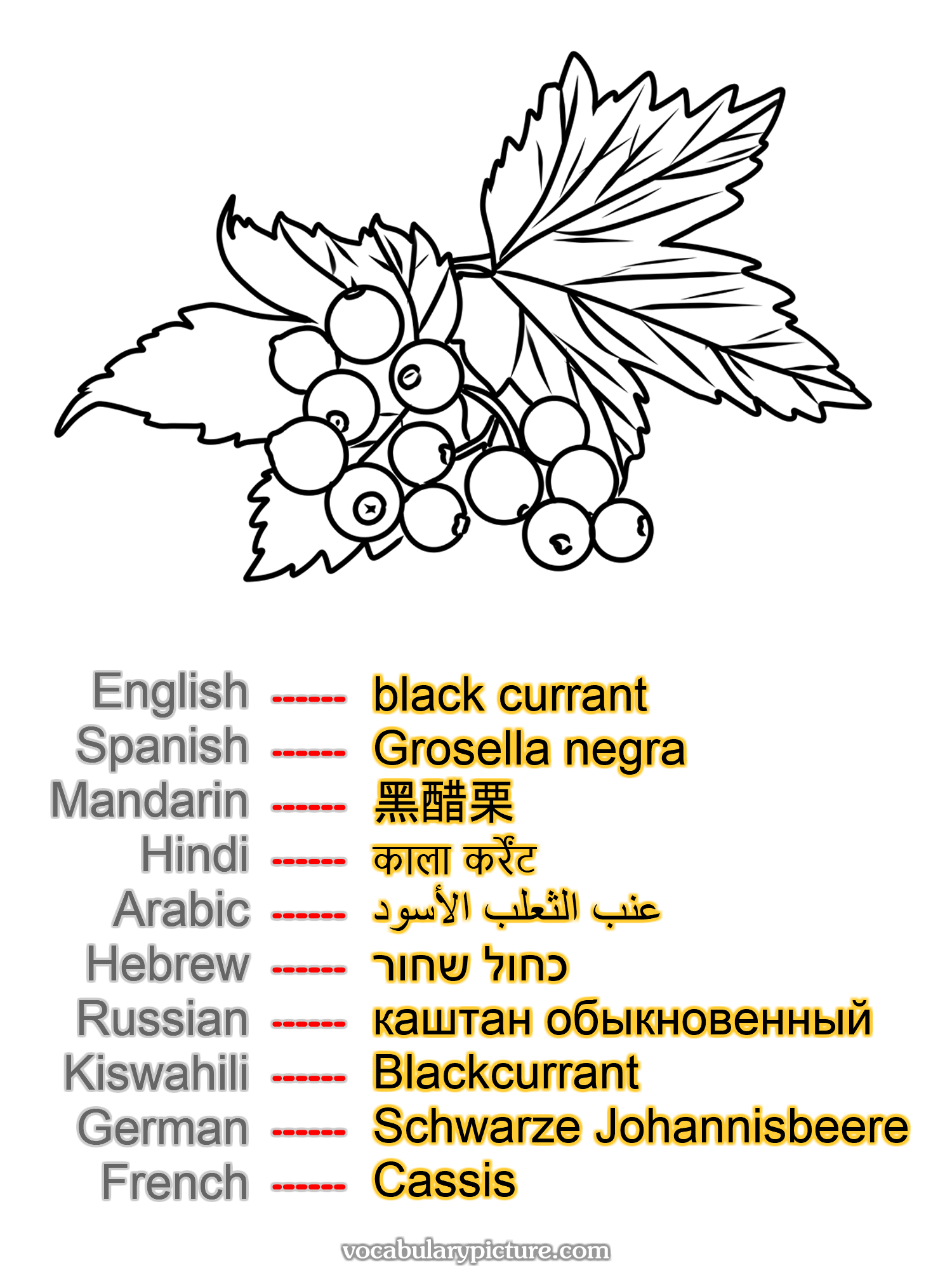 black currant Grosella negra 黑醋栗 काला कर्रेंट عنب الثعلب الأسود כחול שחור каштан обыкновенный Blackcurrant Schwarze Johannisbeere Cassis —vocabulary with picture on vocabularypicture.com