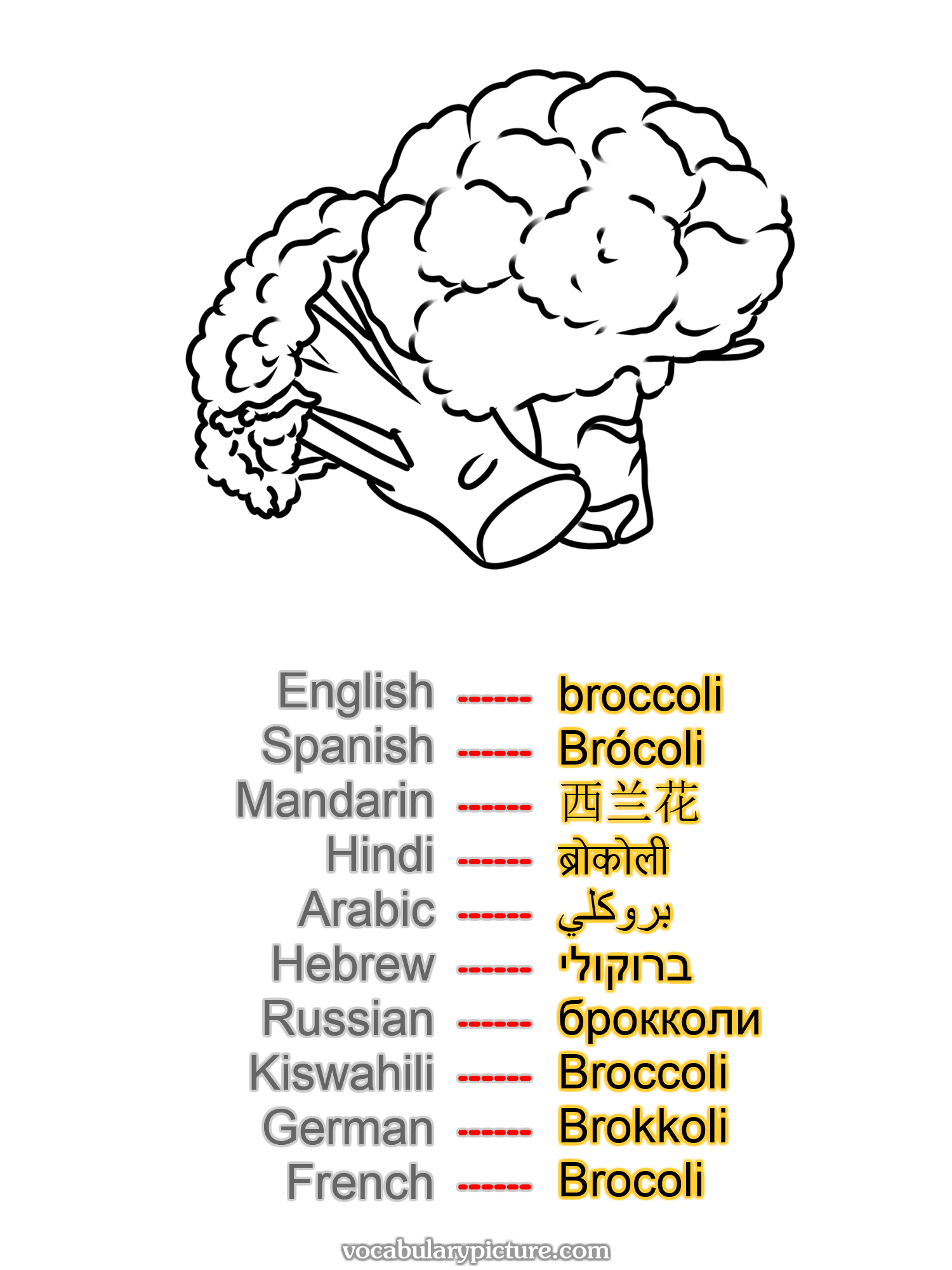 broccoli Brócoli 西兰花 ब्रोकोली بروكلي ברוקולי брокколи Broccoli Brokkoli Brocoli —vocabulary with picture on vocabularypicture.com