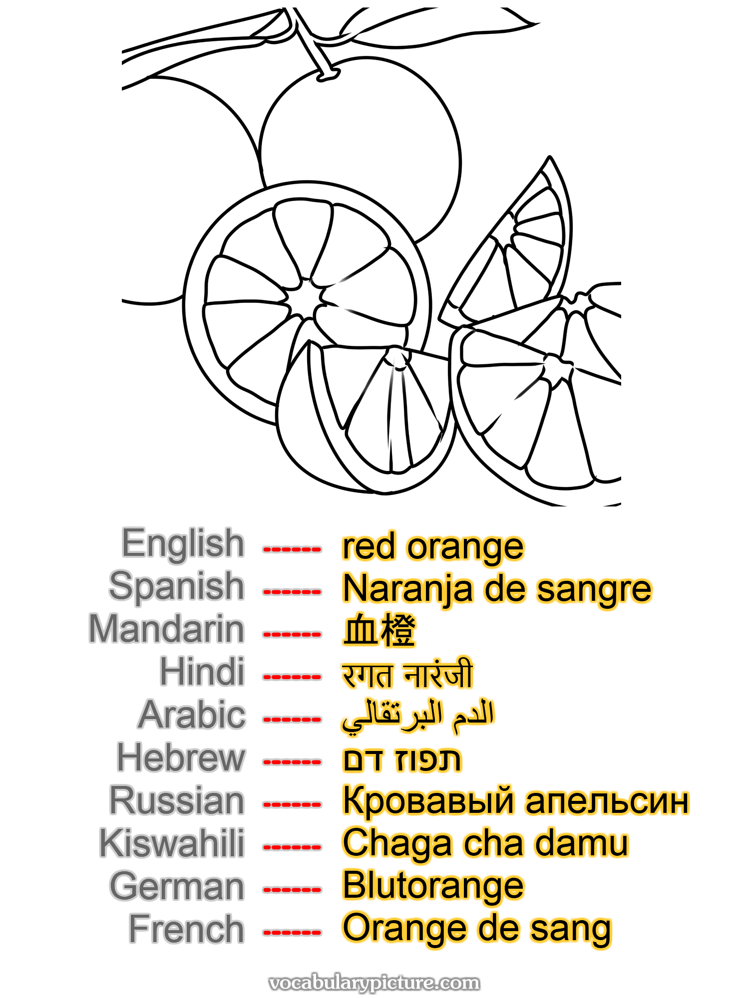 red orange Naranja de sangre 血橙 रगत नारंजी الدم البرتقالي תפוז דם Кровавый апельсин Chaga cha damu Blutorange Orange de sang —vocabulary with picture on vocabularypicture.com