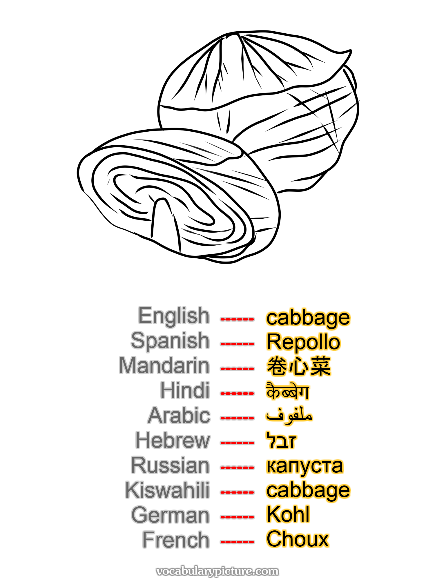 cabbage Repollo 卷心菜 कैब्बेग ملفوف זבל капуста cabbage Kohl Choux —vocabulary with picture on vocabularypicture.com