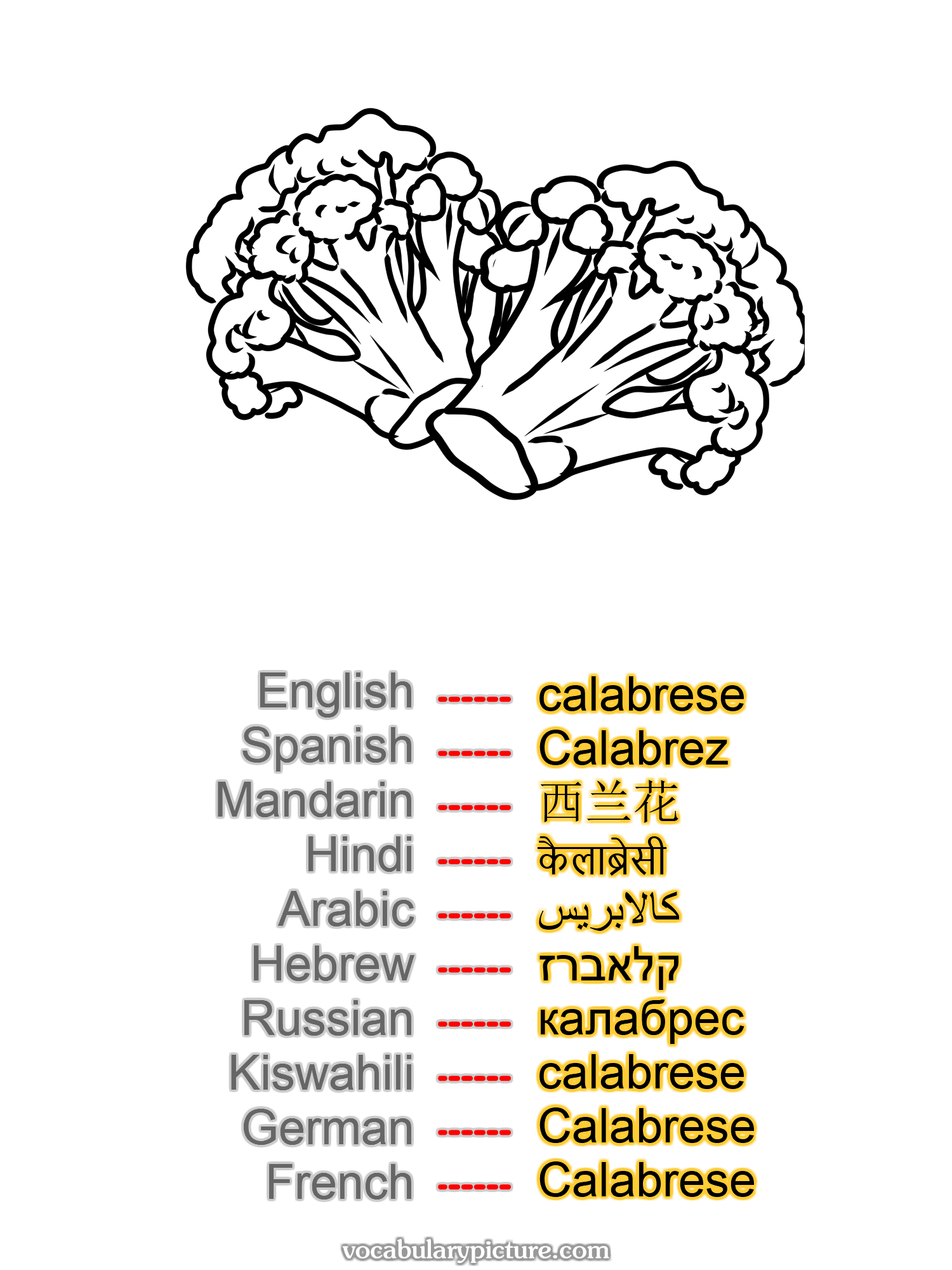 calabrese Calabrez 西兰花 कैलाब्रेसी كالابريس קלאברז калабрес calabrese Calabrese Calabrese —vocabulary with picture on vocabularypicture.com