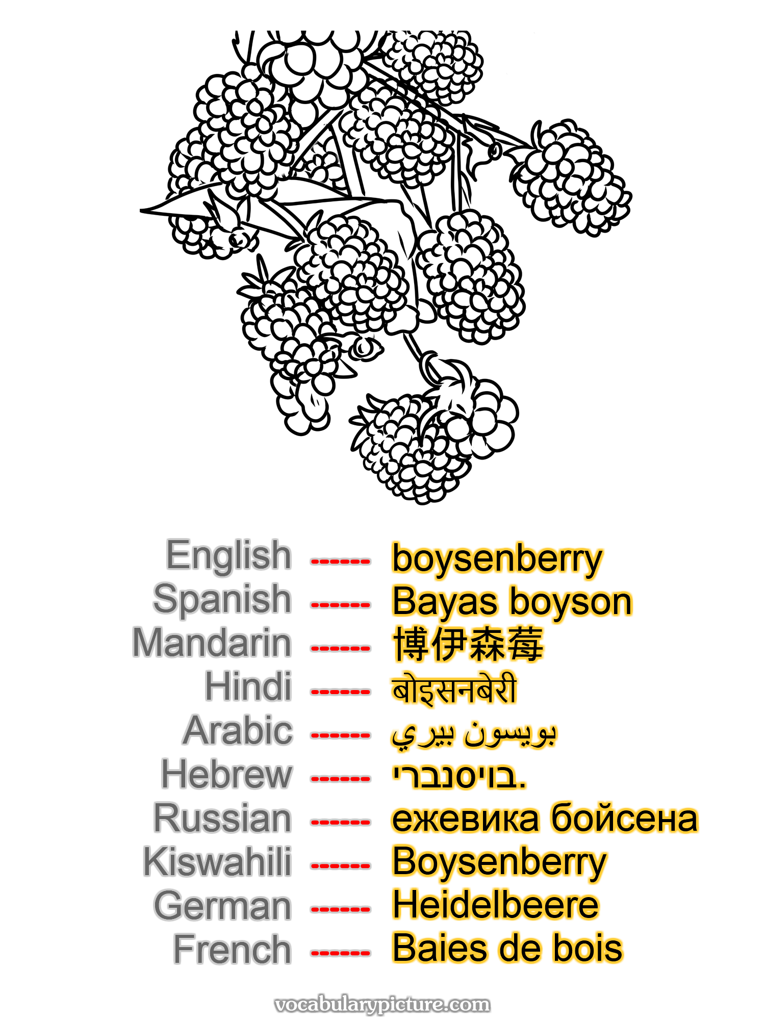 boysenberry Bayas boyson 博伊森莓 बोइसनबेरी بويسون بيري בויסנברי. ежевика бойсена Boysenberry Heidelbeere Baies de bois —vocabulary with picture on vocabularypicture.com