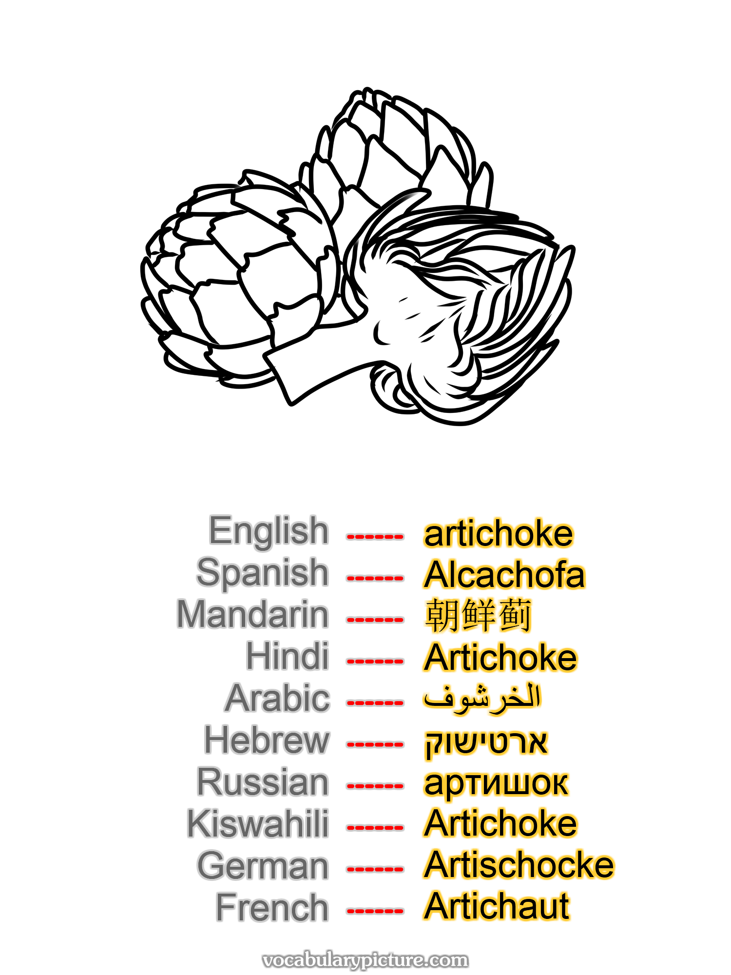 artichoke Alcachofa 朝鲜蓟 Artichoke الخرشوف ארטישוק артишок Artichoke Artischocke Artichaut —vocabulary with picture on vocabularypicture.com