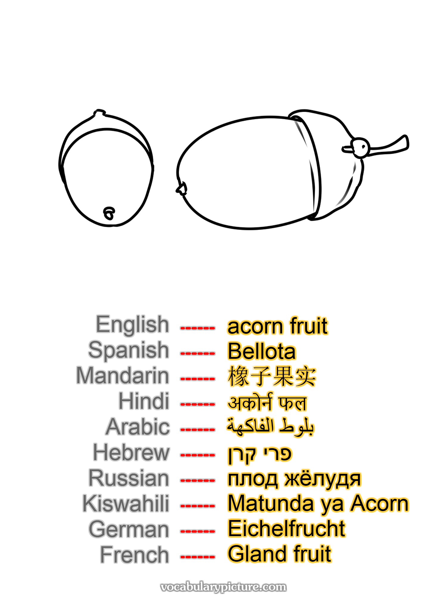 acorn fruit Bellota 橡子果实 अकोर्न फल بلوط الفاكهة פרי קרן плод жёлудя Matunda ya Acorn Eichelfrucht Gland fruit —vocabulary with picture on vocabularypicture.com