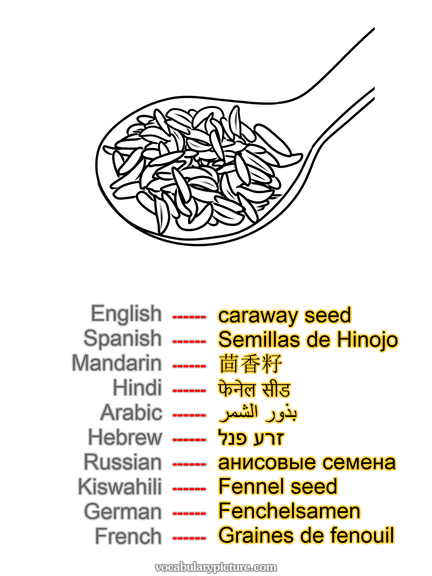 caraway seed Semillas de Hinojo 茴香籽 फेनेल सीड بذور الشمر זרע פנל анисовые семена Fennel seed Fenchelsamen Graines de fenouil —vocabulary with picture on vocabularypicture.com