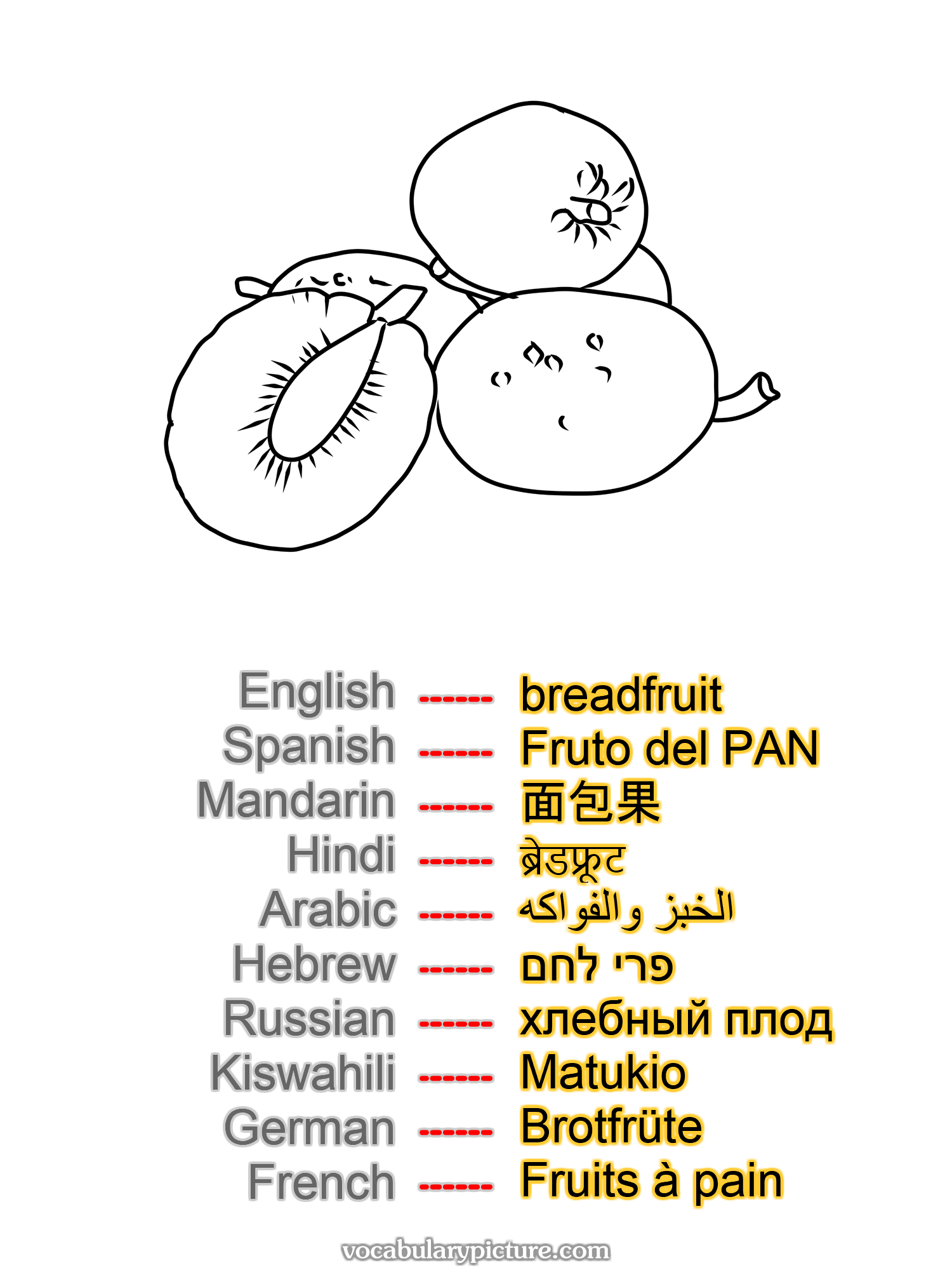 breadfruit Fruto del PAN 面包果 ब्रेडफ्रूट الخبز والفواكه פרי לחם хлебный плод Matukio Brotfrüte Fruits à pain —vocabulary with picture on vocabularypicture.com