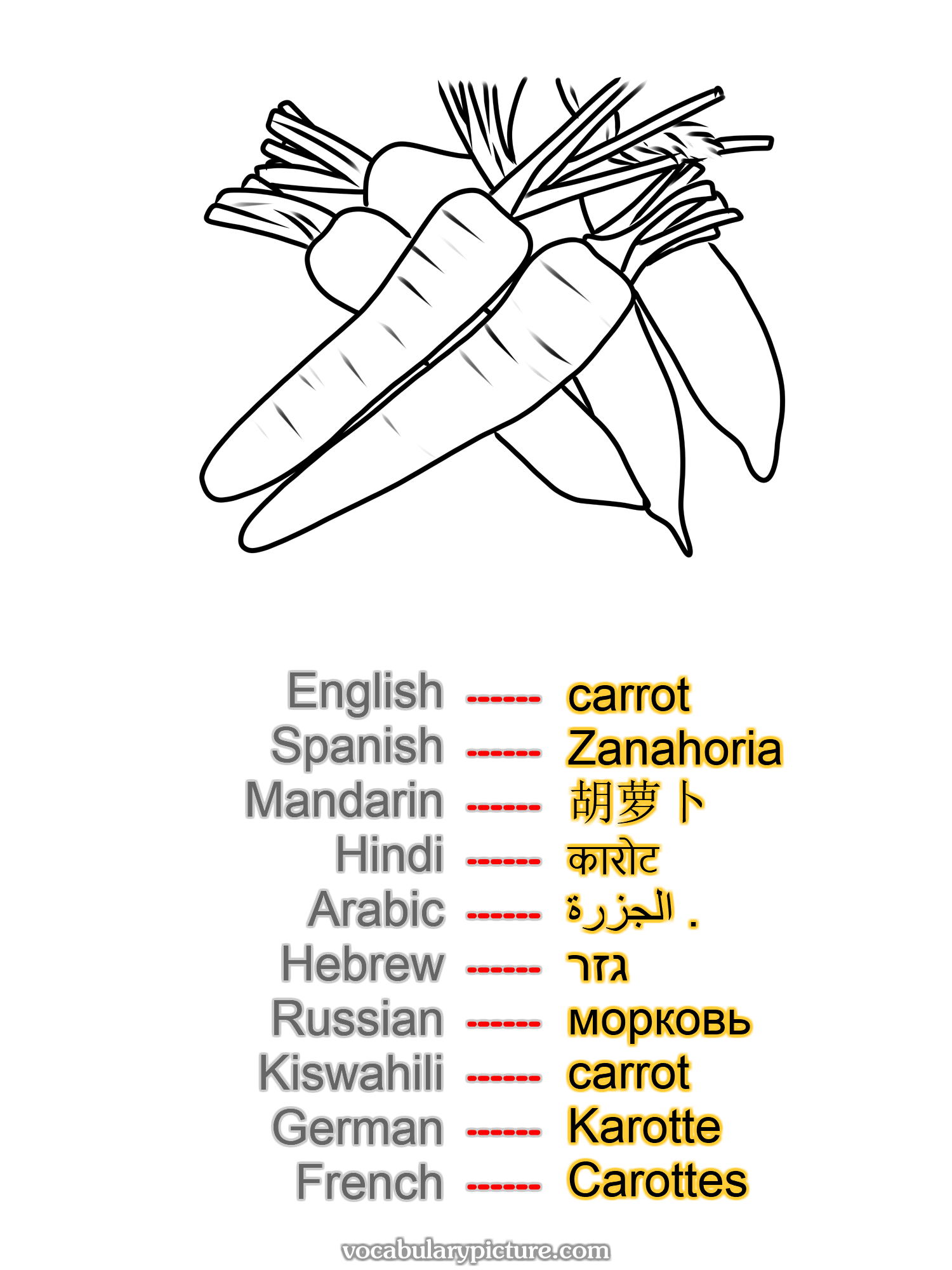 carrot Zanahoria 胡萝卜 कारोट الجزرة . גזר морковь carrot Karotte Carottes —vocabulary with picture on vocabularypicture.com