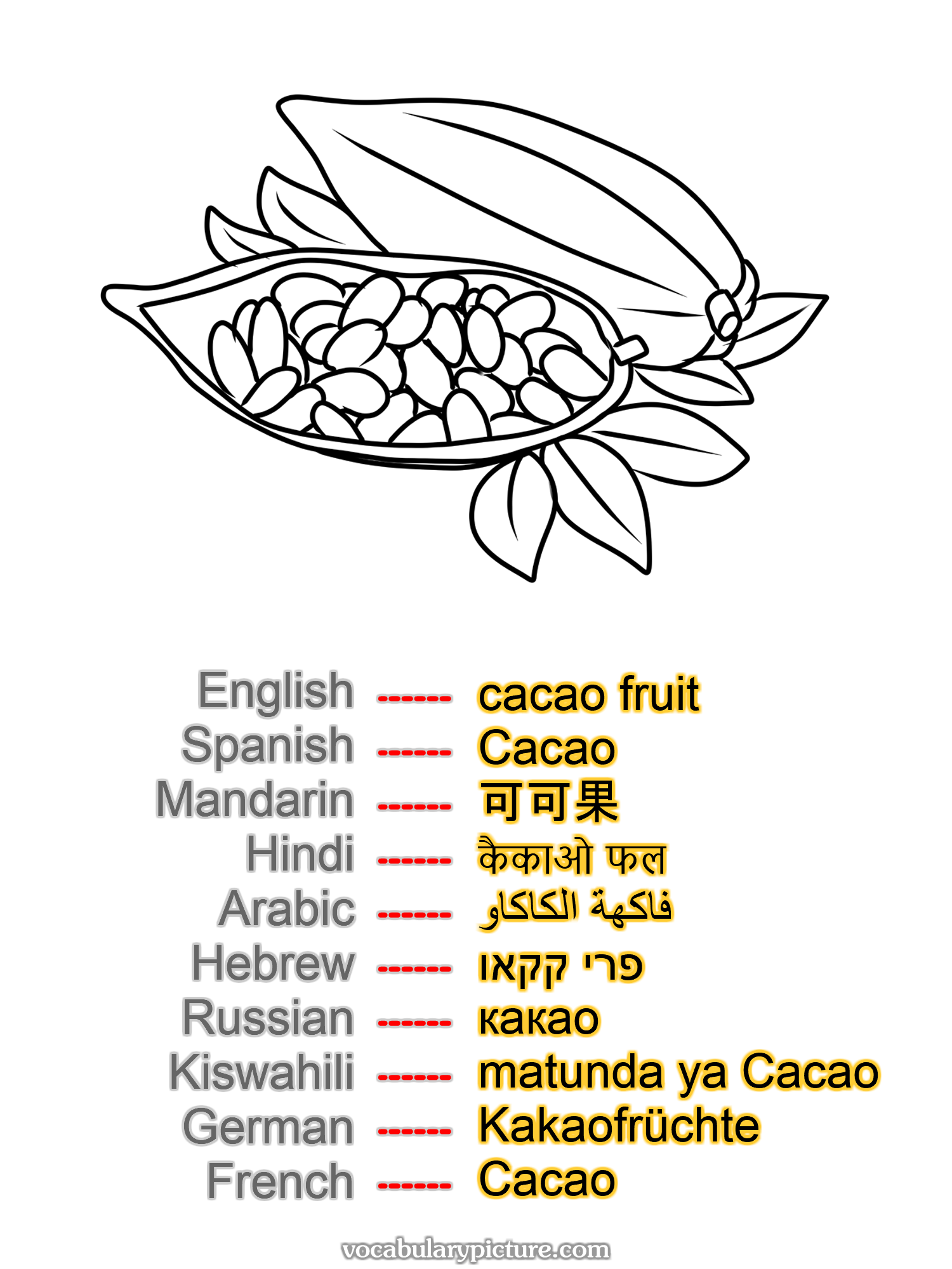 cacao fruit Cacao 可可果 कैकाओ फल فاكهة الكاكاو פרי קקאו какао matunda ya Cacao Kakaofrüchte Cacao —vocabulary with picture on vocabularypicture.com