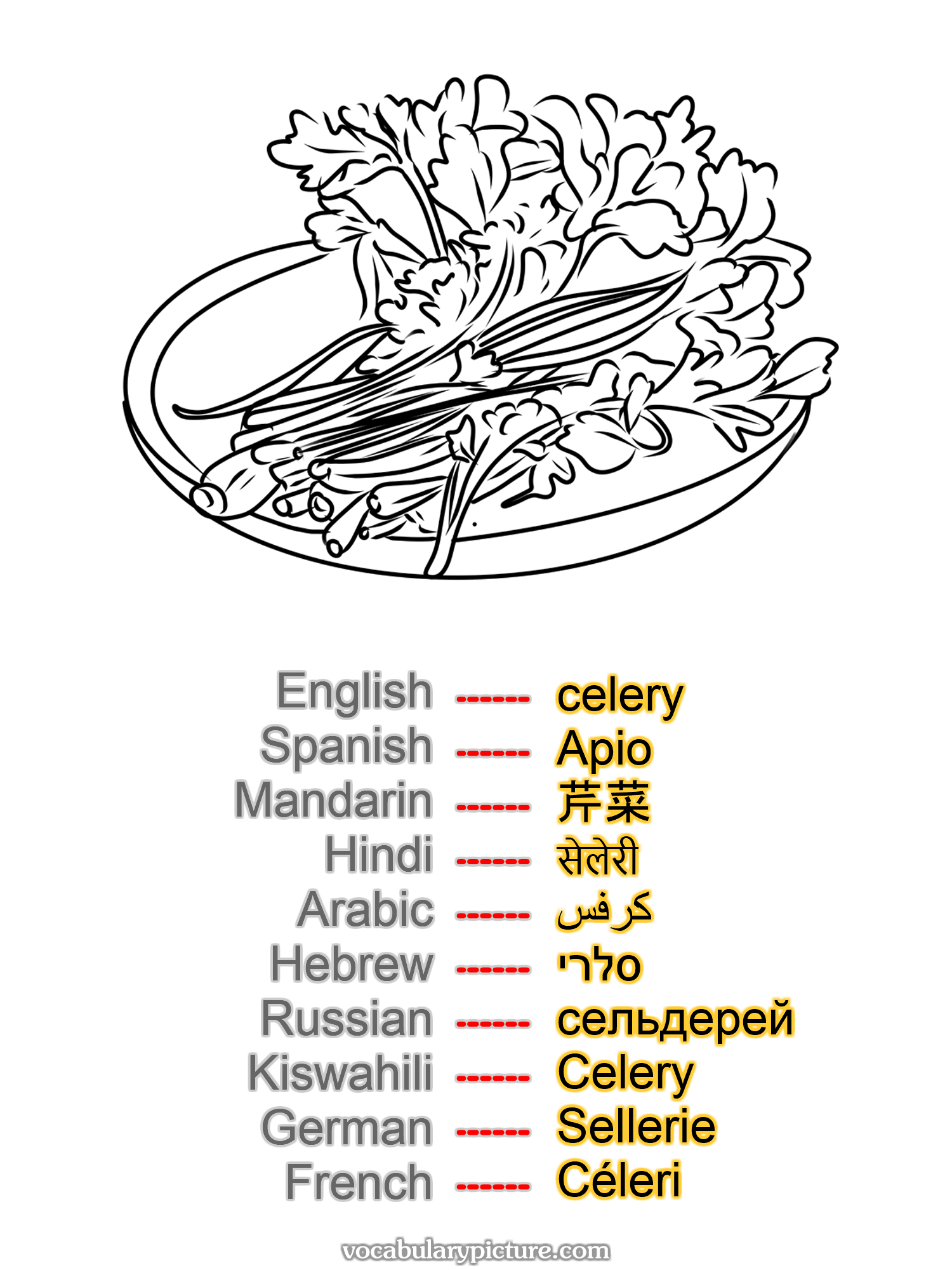 celery Apio 芹菜 सेलेरी كرفس סלרי сельдерей Celery Sellerie Céleri —vocabulary with picture on vocabularypicture.com