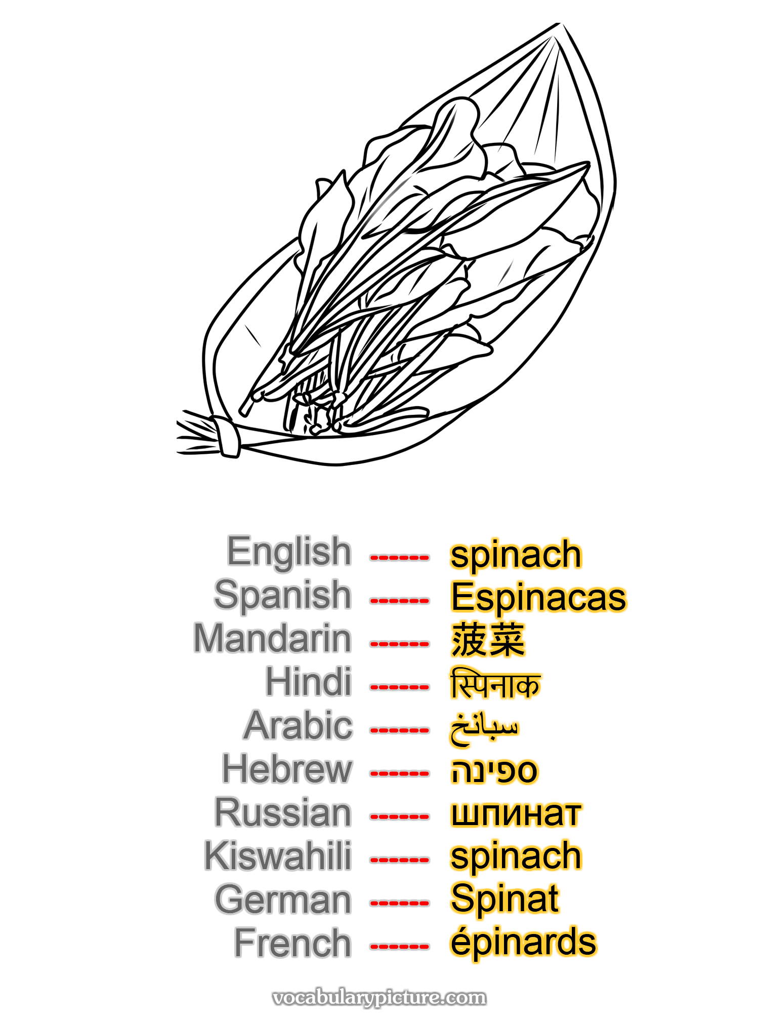 spinach Espinacas 菠菜 स्पिनाक سبانخ ספינה шпинат spinach Spinat épinards —vocabulary with picture on vocabularypicture.com