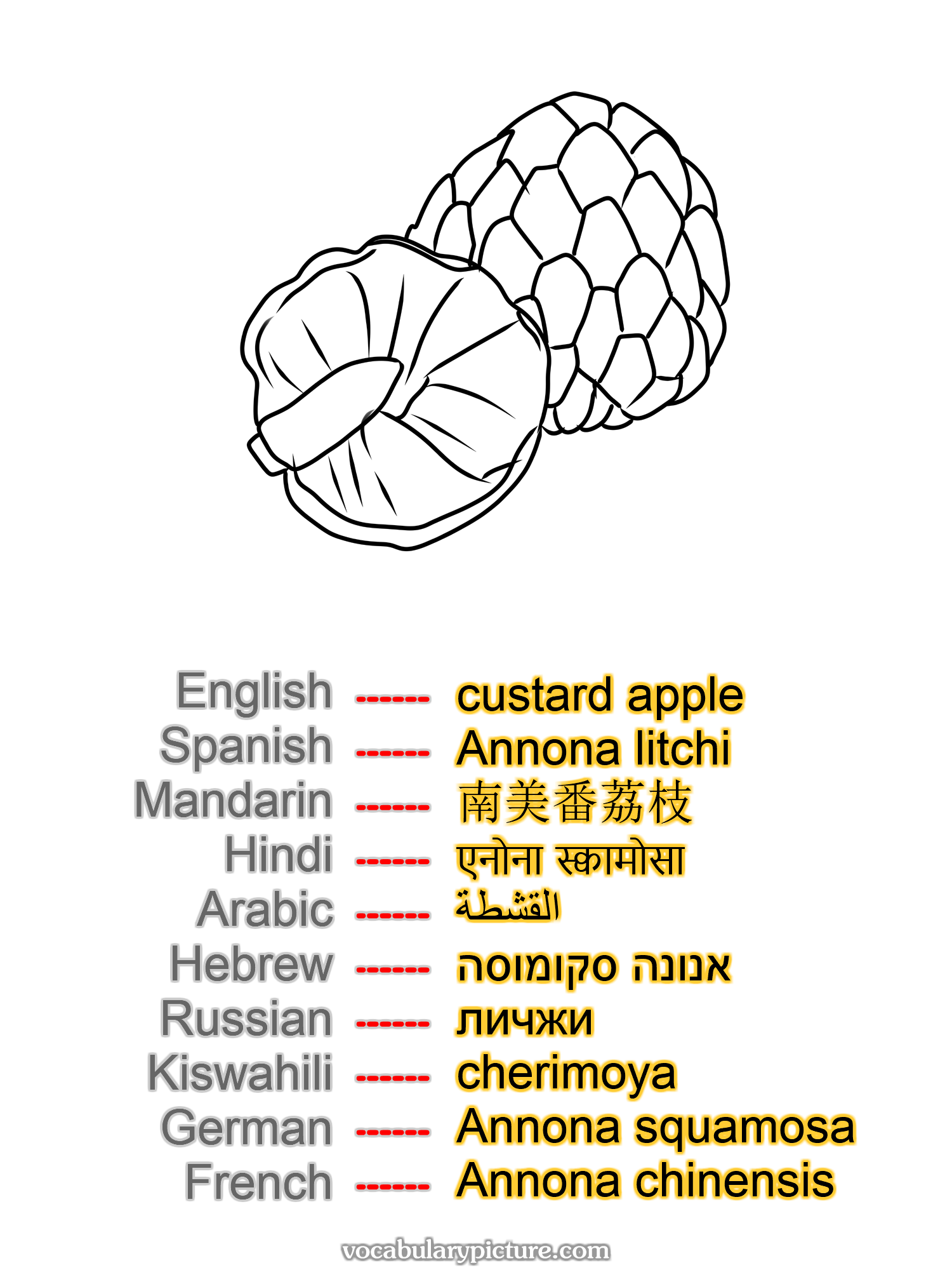 custard apple Annona litchi 南美番荔枝 एनोना स्क्वामोसा القشطة אנונה סקומוסה личжи cherimoya Annona squamosa Annona chinensis —vocabulary with picture on vocabularypicture.com