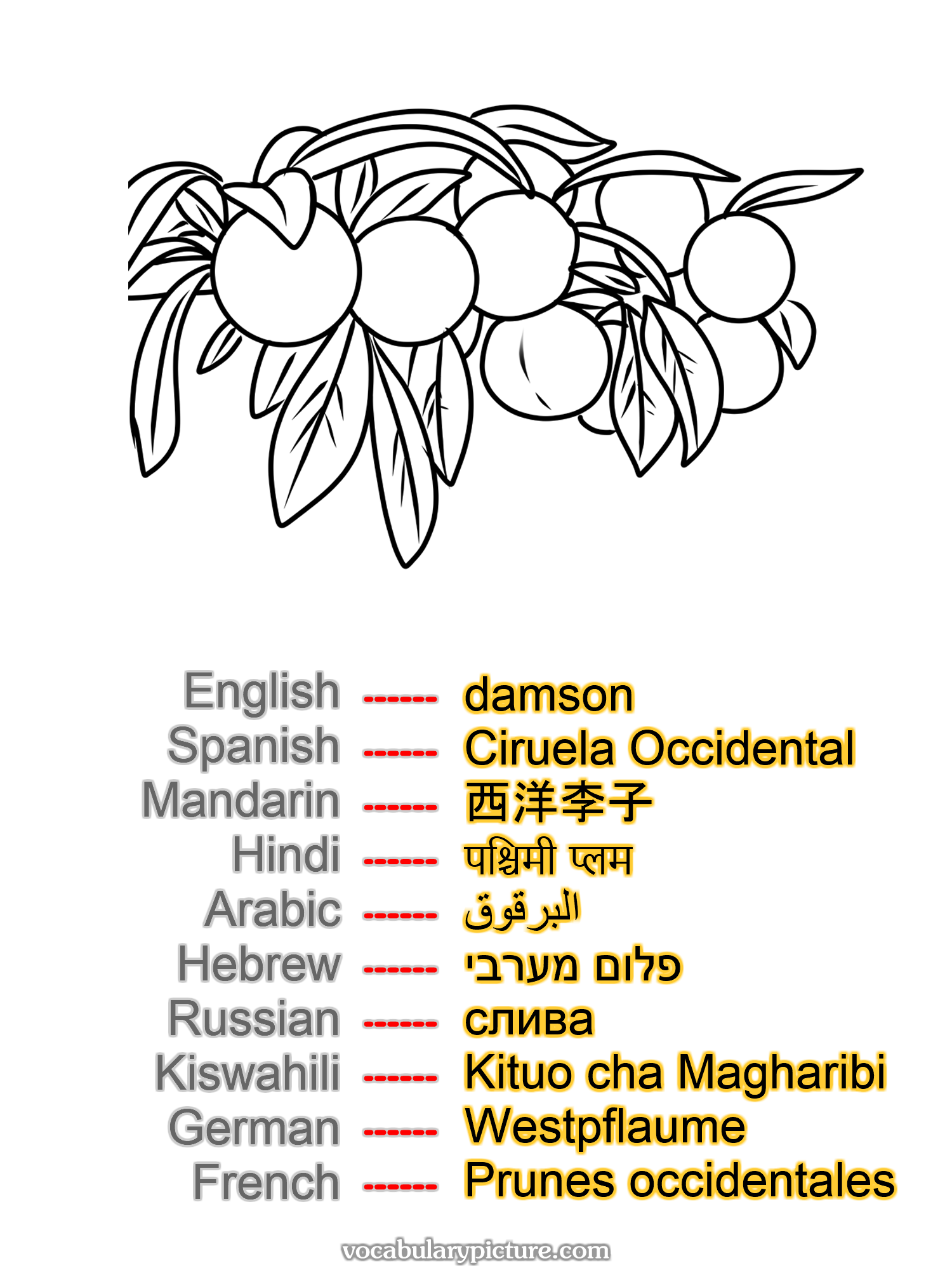 damson Ciruela Occidental 西洋李子 पश्चिमी प्लम البرقوق פלום מערבי слива Kituo cha Magharibi Westpflaume Prunes occidentales —vocabulary with picture on vocabularypicture.com