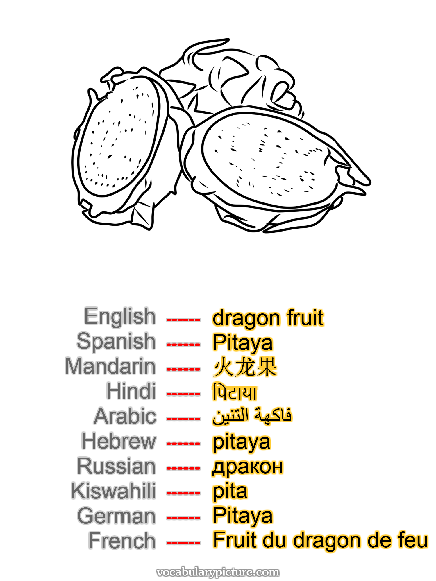 dragon fruit Pitaya 火龙果 पिटाया فاكهة التنين pitaya дракон pita Pitaya Fruit du dragon de feu —vocabulary with picture on vocabularypicture.com