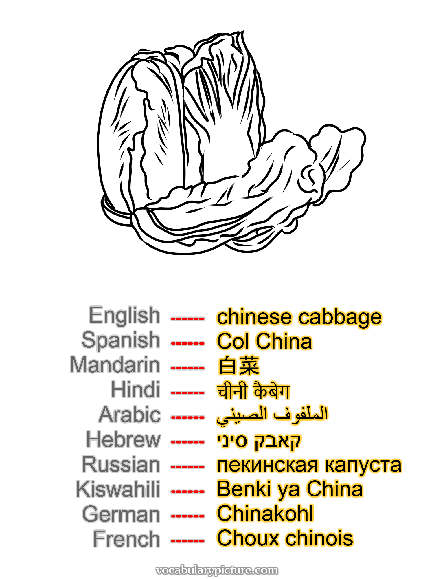 chinese cabbage Col China 白菜 चीनी कैबेग الملفوف الصيني קאבק סיני пекинская капуста Benki ya China Chinakohl Choux chinois —vocabulary with picture on vocabularypicture.com