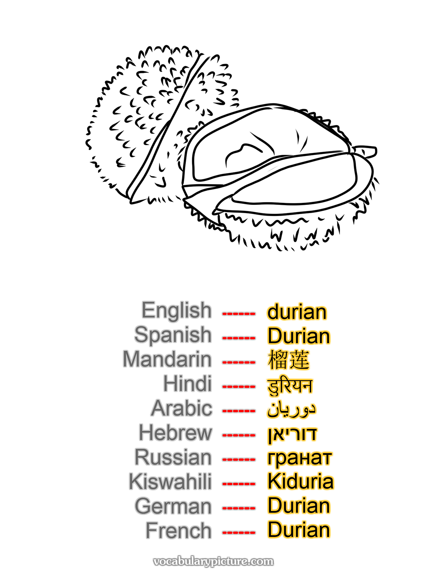 durian Durian 榴莲 डुरियन دوريان דוריאן гранат Kiduria Durian Durian —vocabulary with picture on vocabularypicture.com